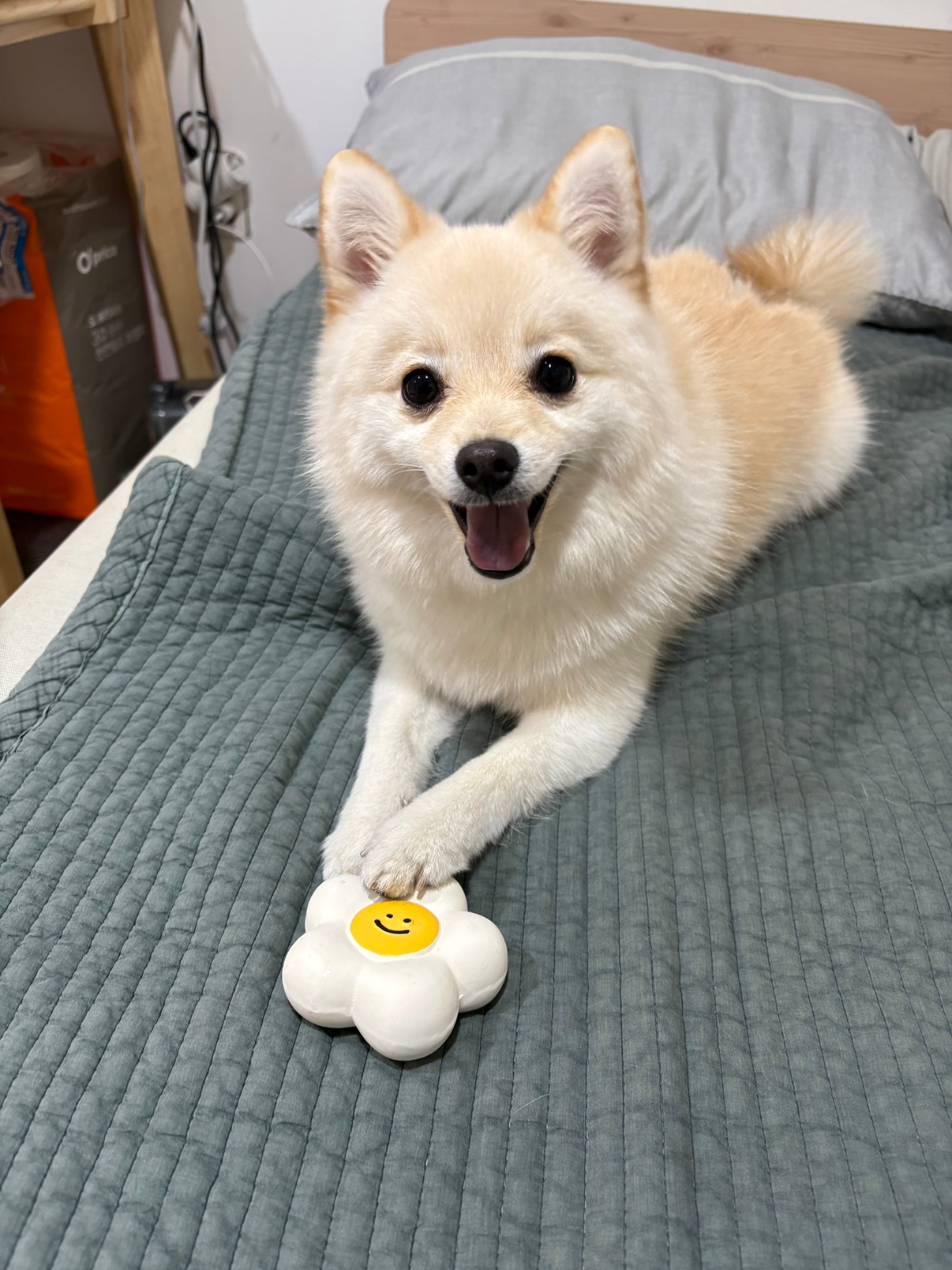 오늘 댕댕이 자랑 타임!