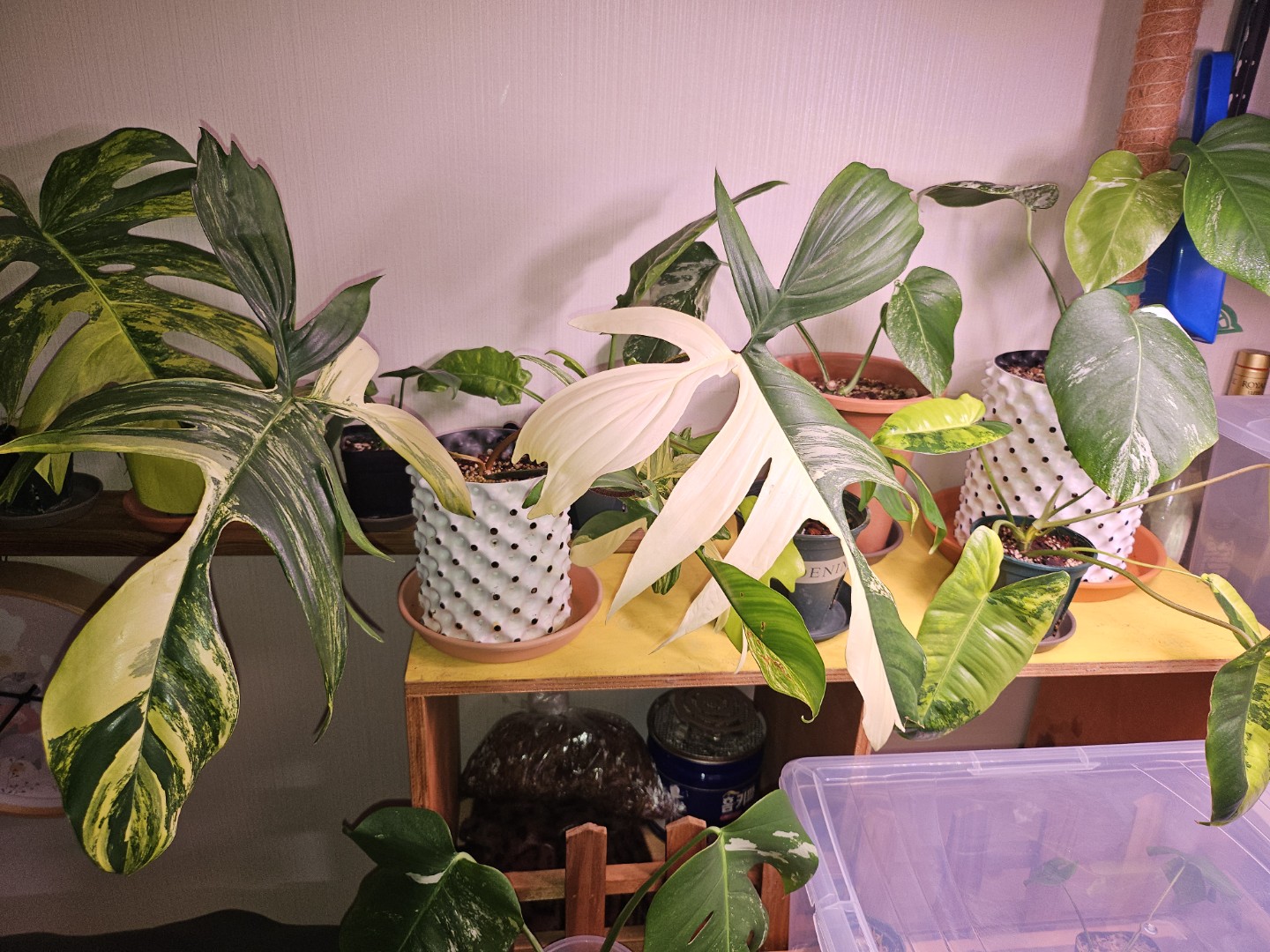Post image 5