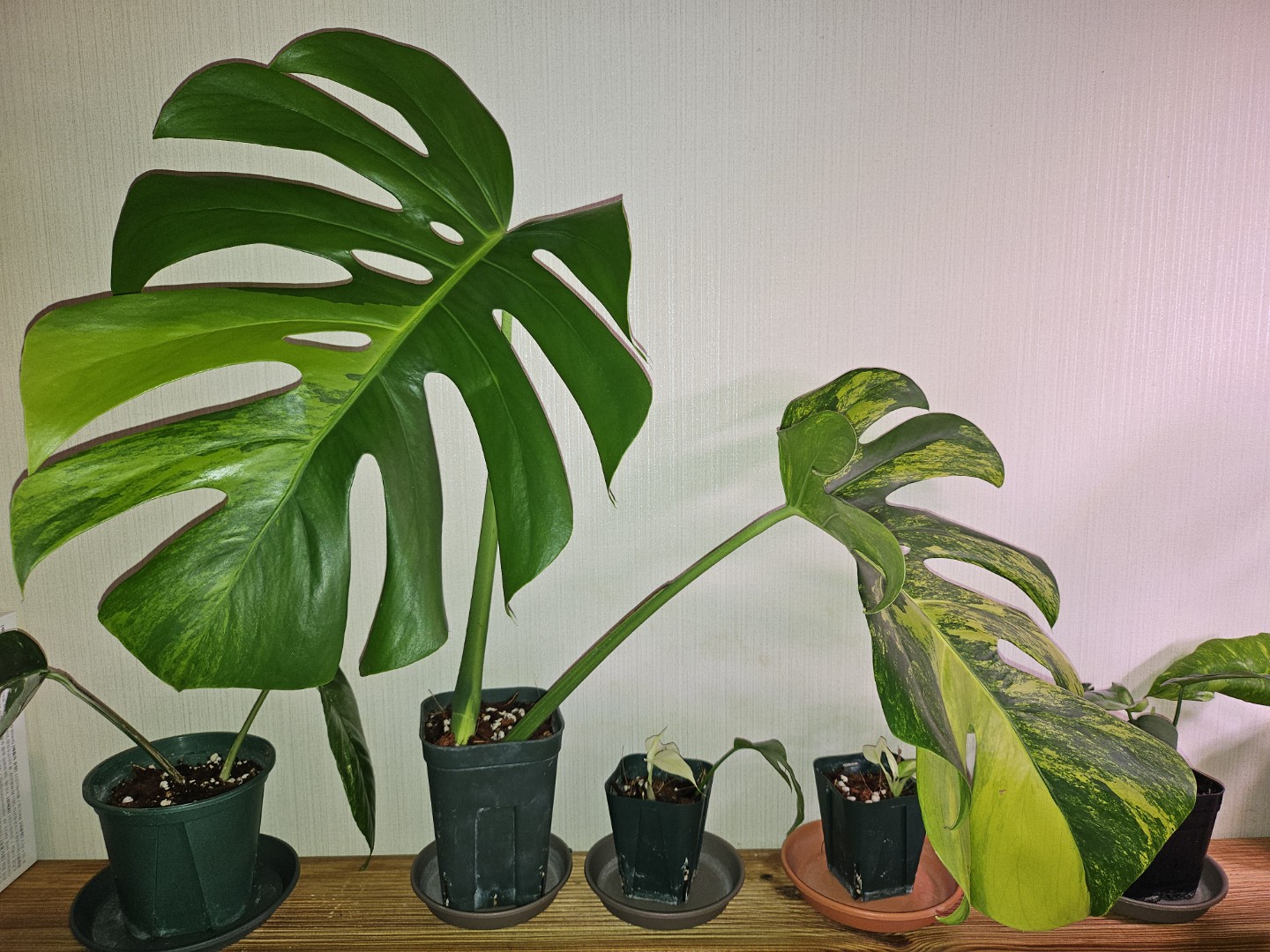 Post image 3