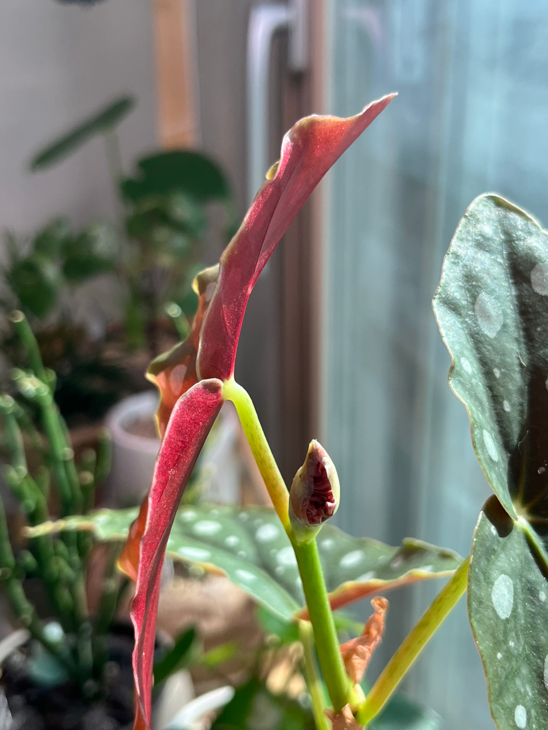 럭스 베고니아🌱