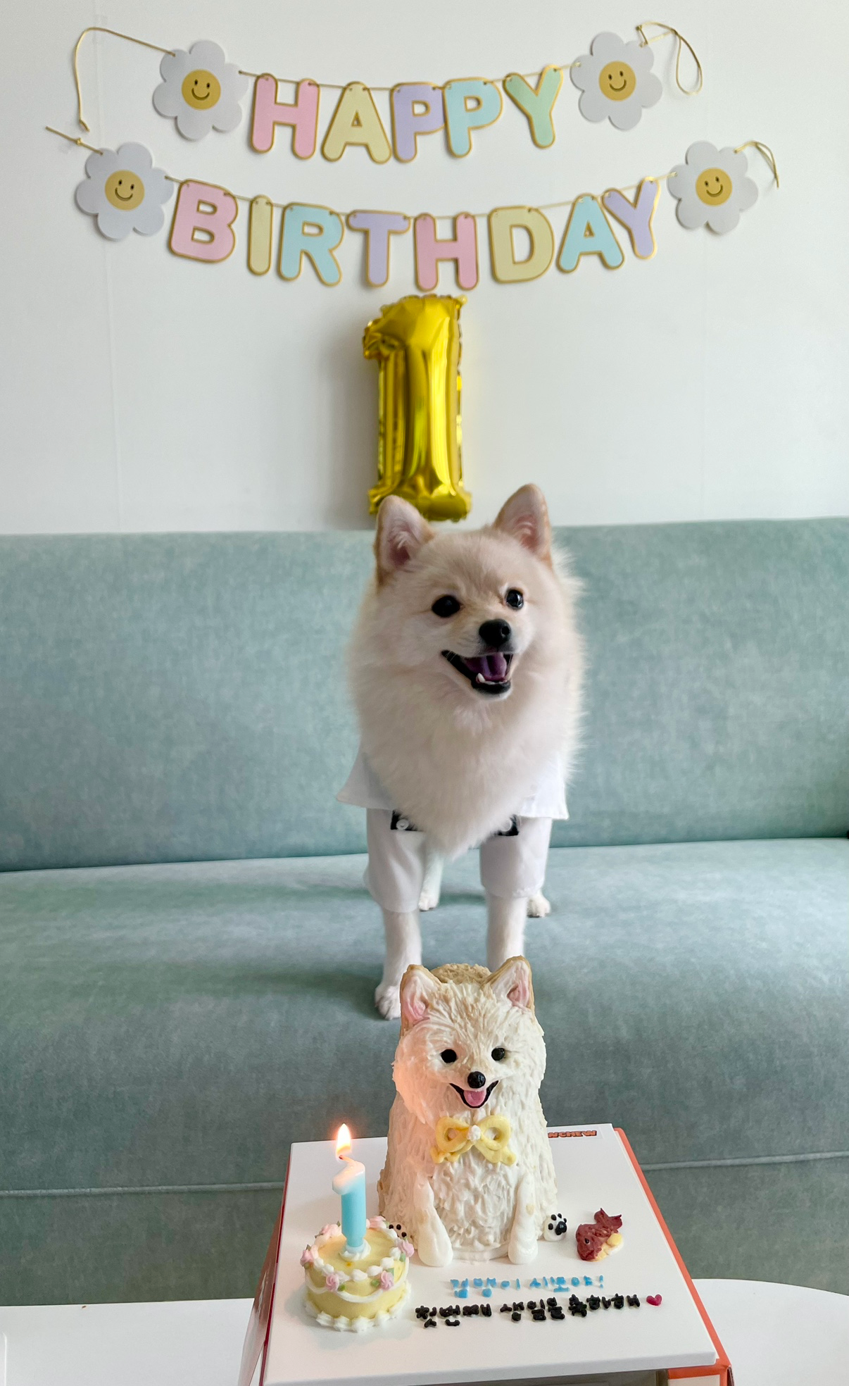 오늘 댕댕이 자랑 타임!