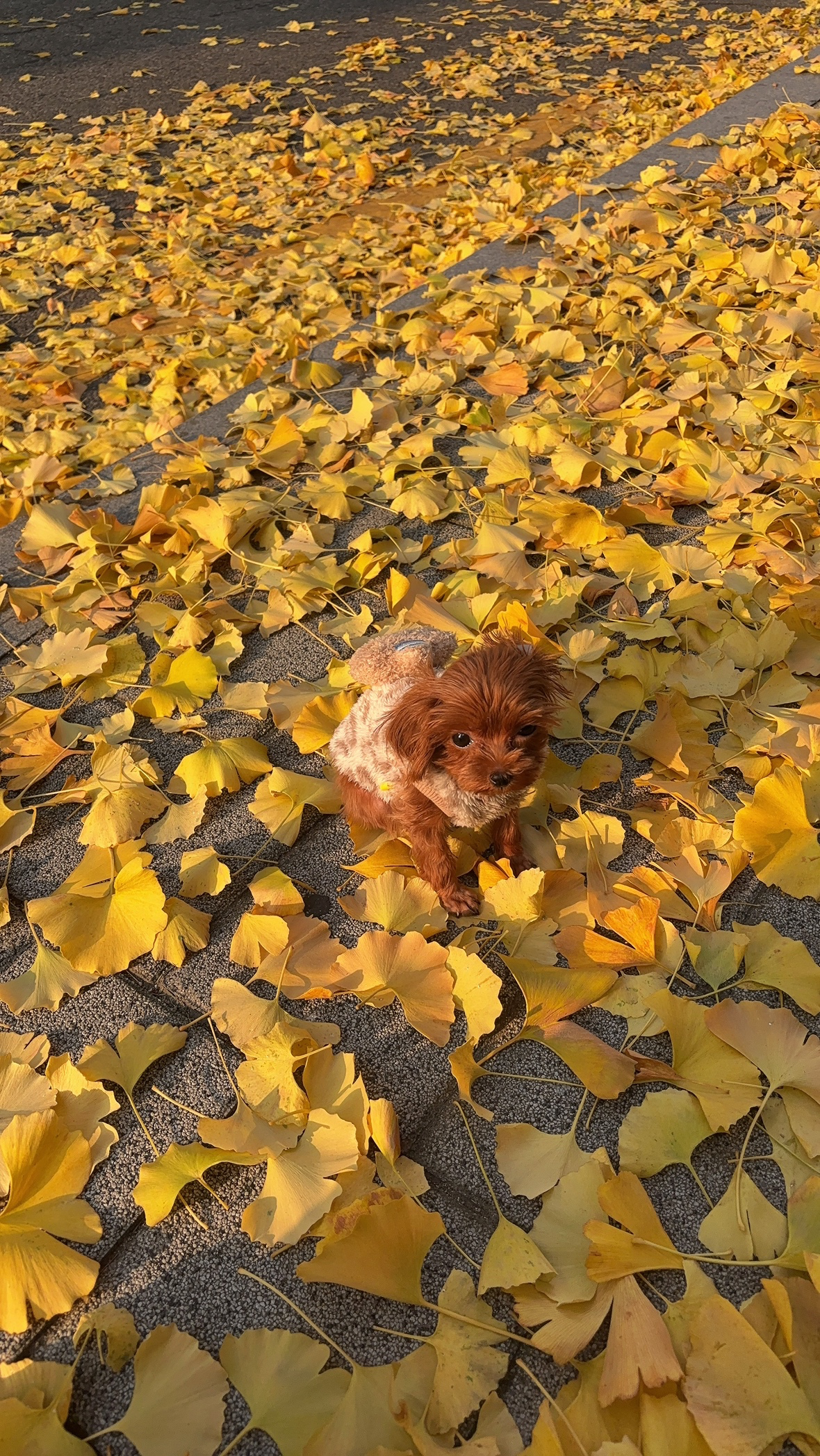 우리집귀염둥이자랑합니다~🐶🐶🐶