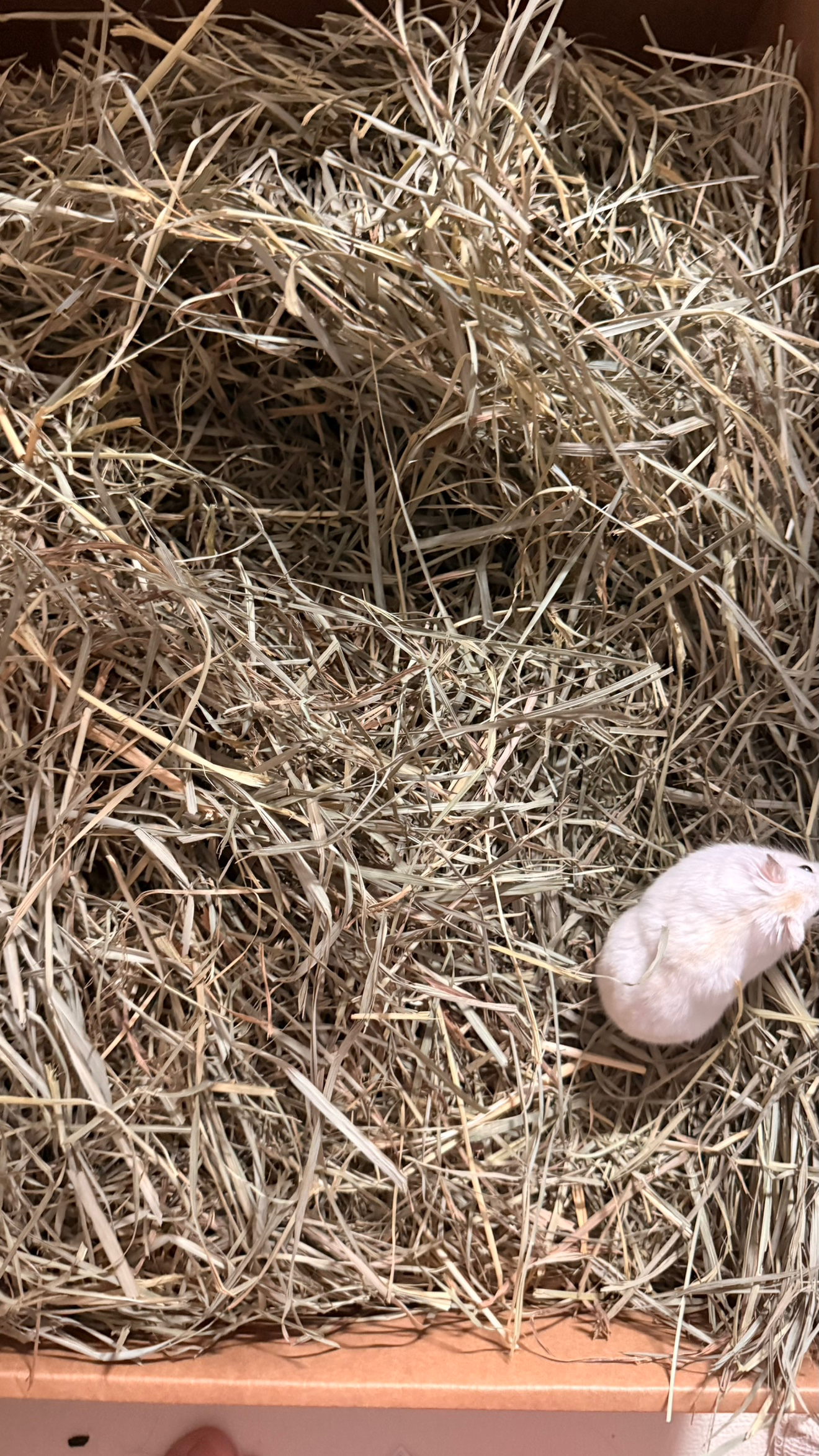 Post image 7