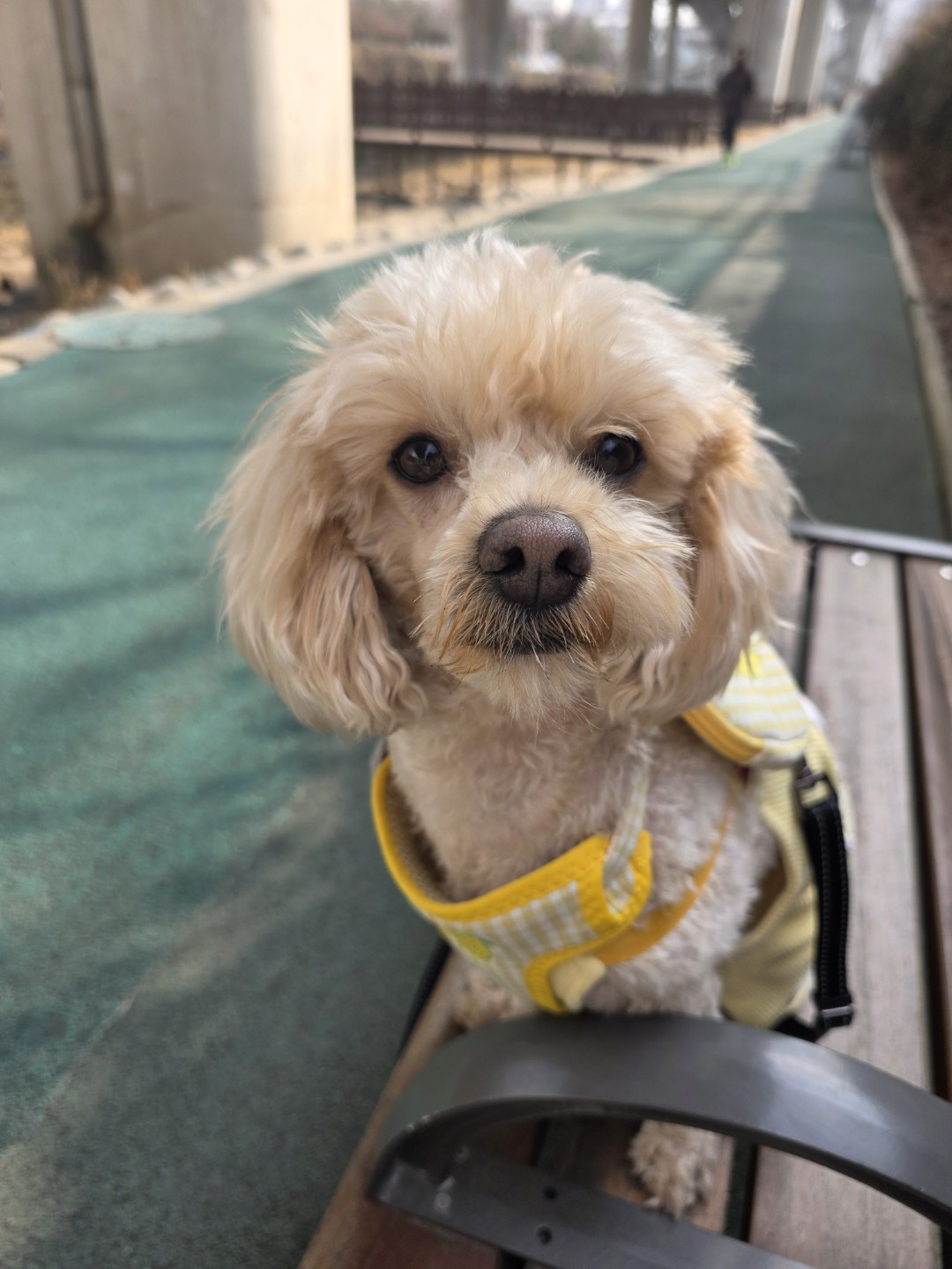 강아지 산책 코스 모아보기