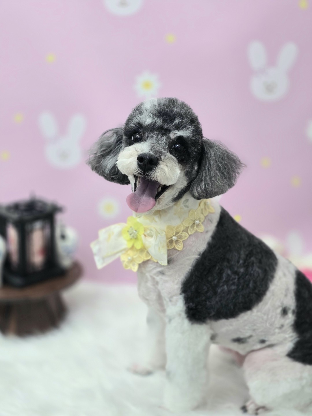 눈송이 블랙파티푸들