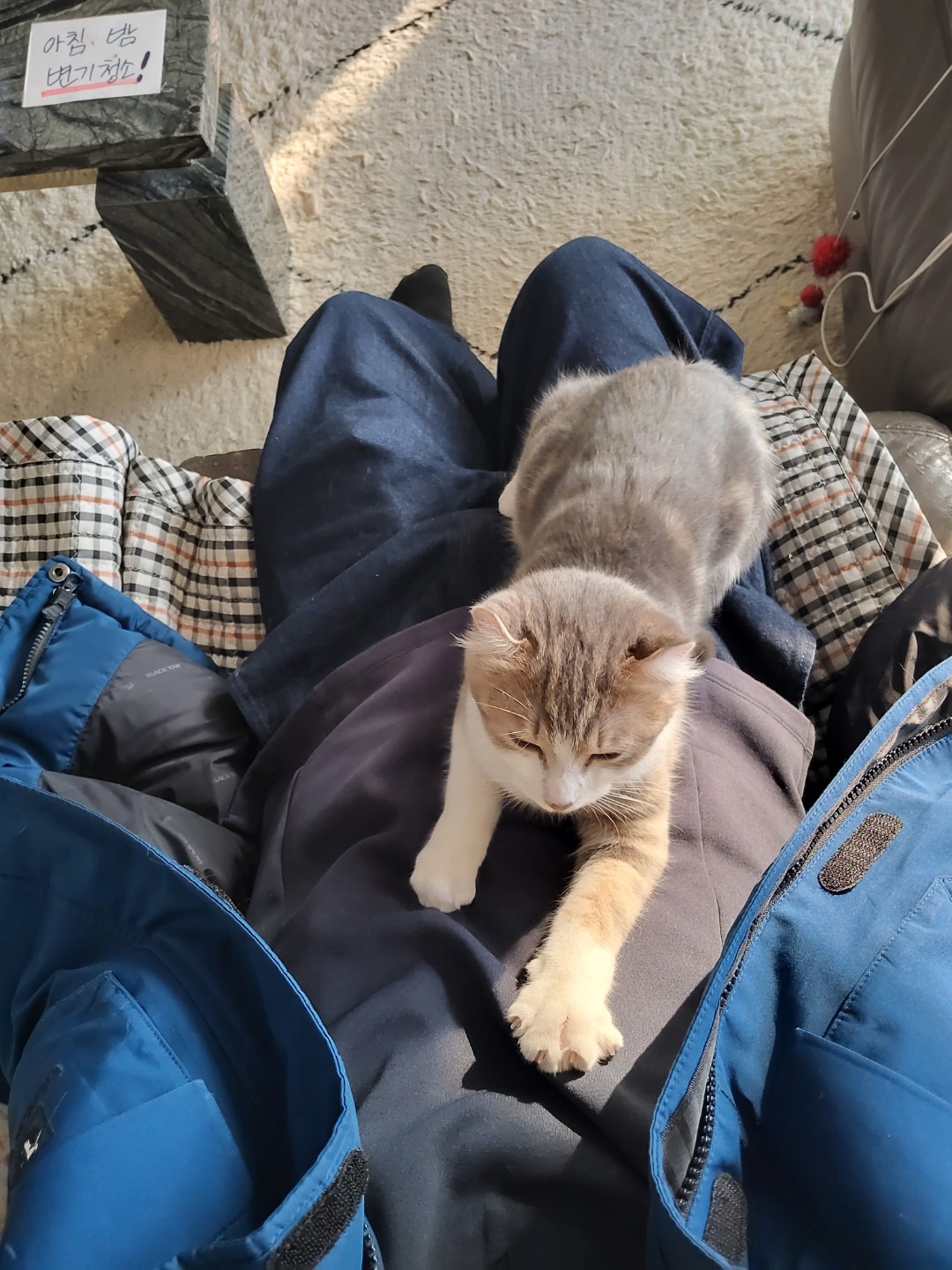 소망이는 변치 않네요