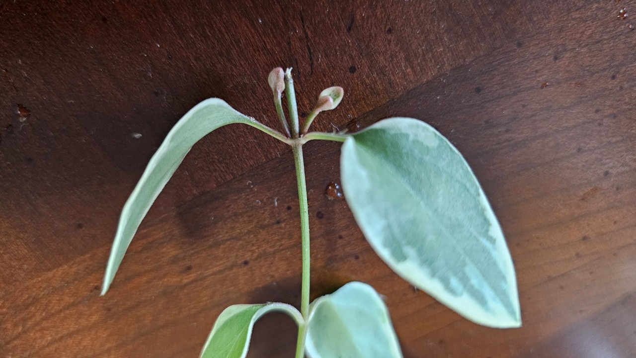 Post image 5