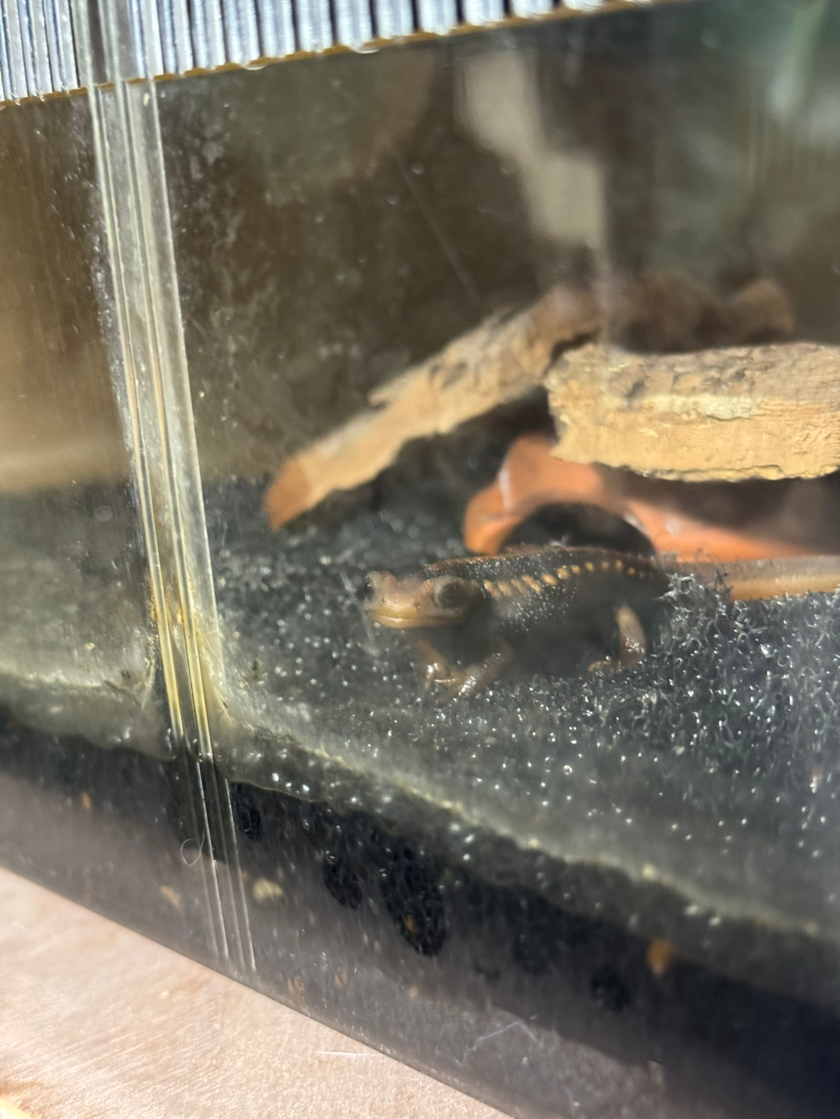 처인구에서 크레,토케이,납테일,펫테일,수리남혼프록,엠페러뉴트,헬멧티드게코 사육중입니다!!!