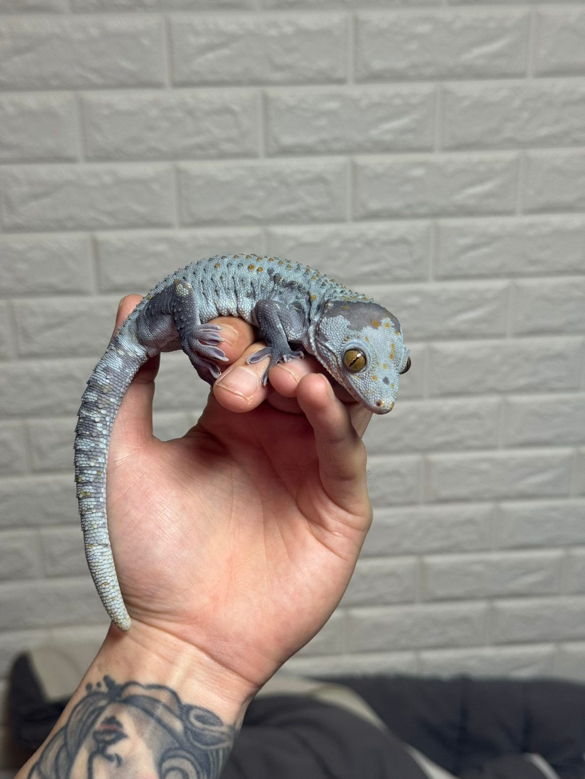 처인구에서 크레,토케이,납테일,펫테일,수리남혼프록,엠페러뉴트,헬멧티드게코 사육중입니다!!!