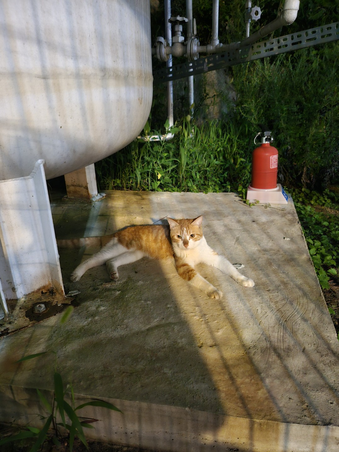 자세 잡아봐 치츠야~~