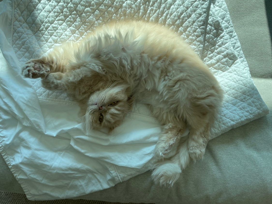 기지개 펴는 헤세~