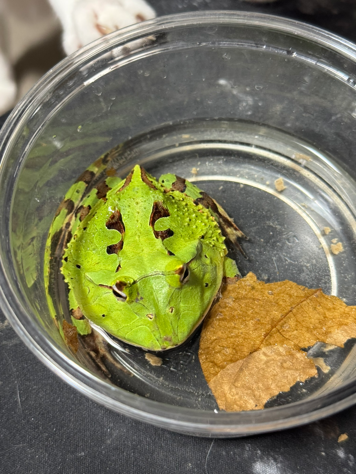 처인구에서 크레,토케이,납테일,펫테일,수리남혼프록,엠페러뉴트,헬멧티드게코 사육중입니다!!!