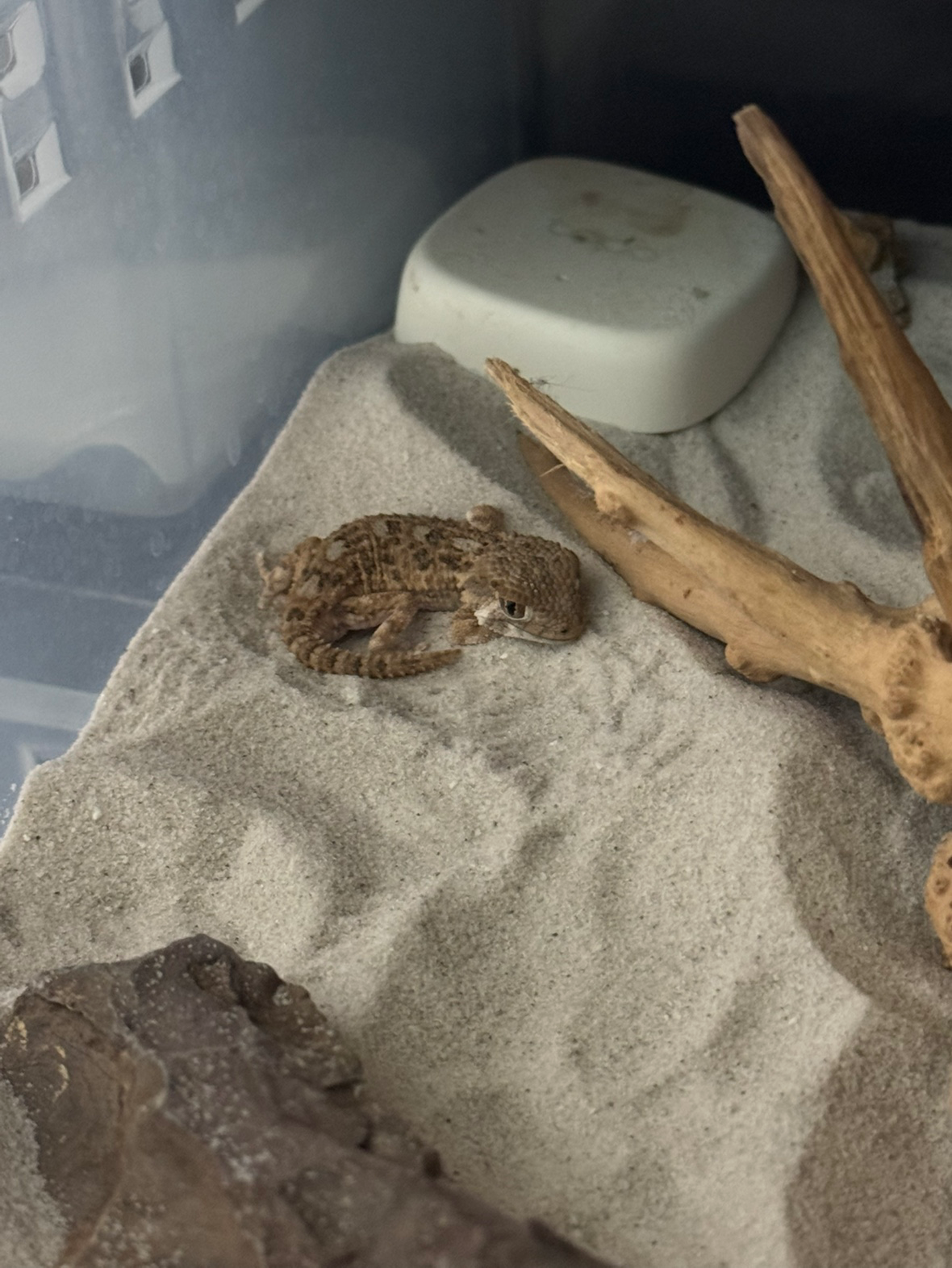 처인구에서 크레,토케이,납테일,펫테일,수리남혼프록,엠페러뉴트,헬멧티드게코 사육중입니다!!!