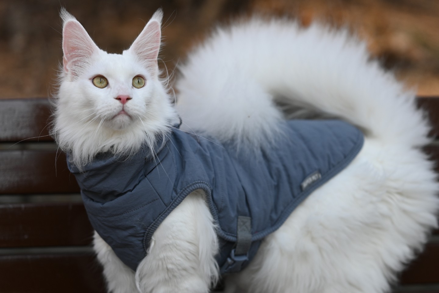 산책하기 좋아하는 루나,입니다~~날씨 화창할때면 등산도하고 바닷가에도 놀러가고합니다~~♡♡