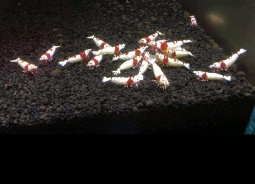 Post image 7