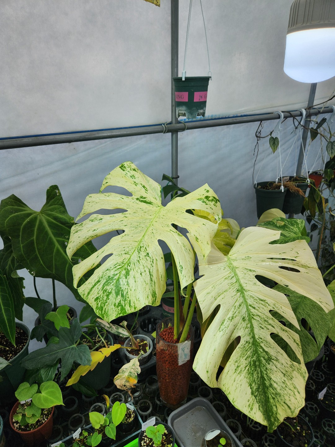 Post image 6