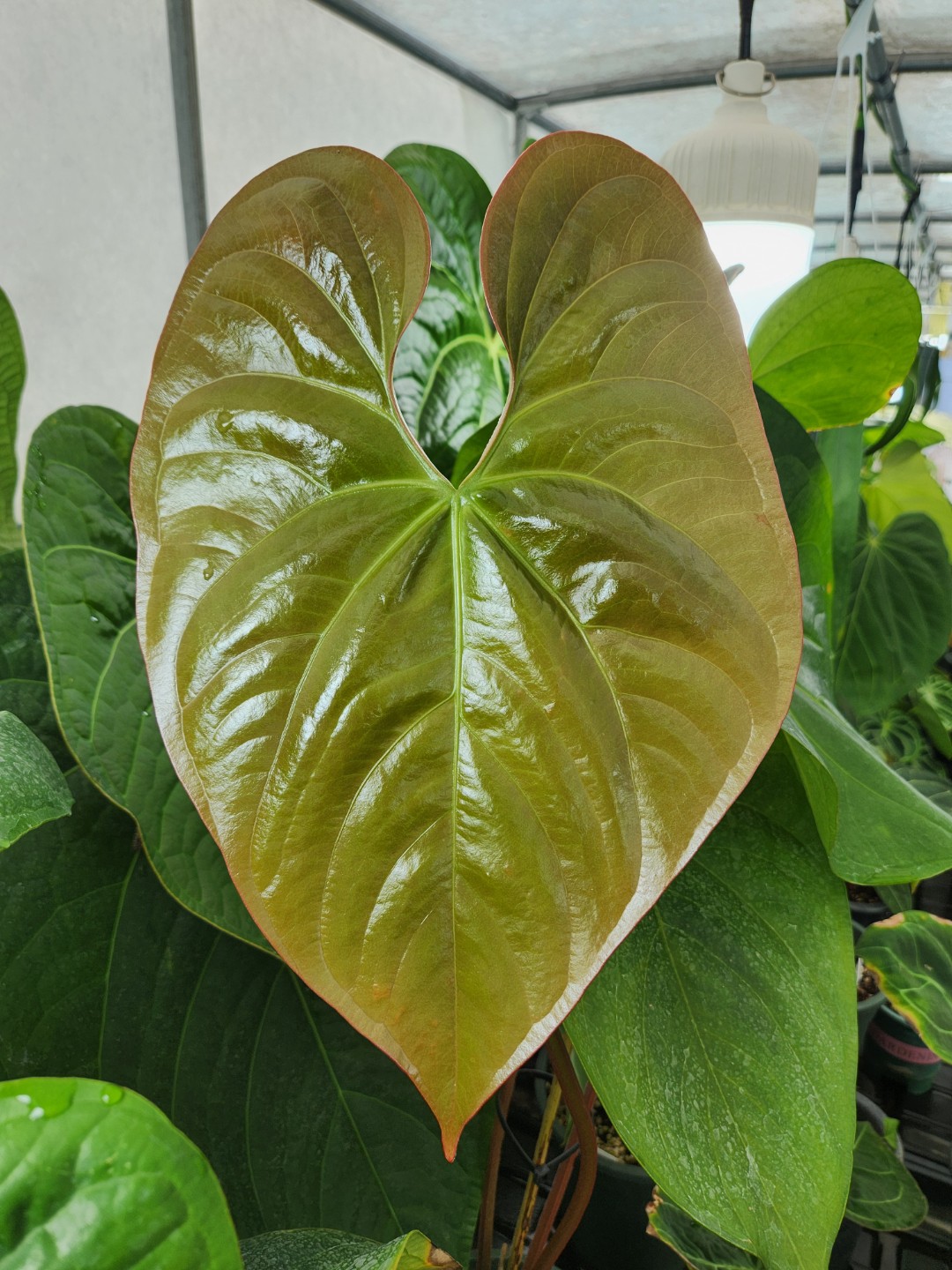 Post image 4