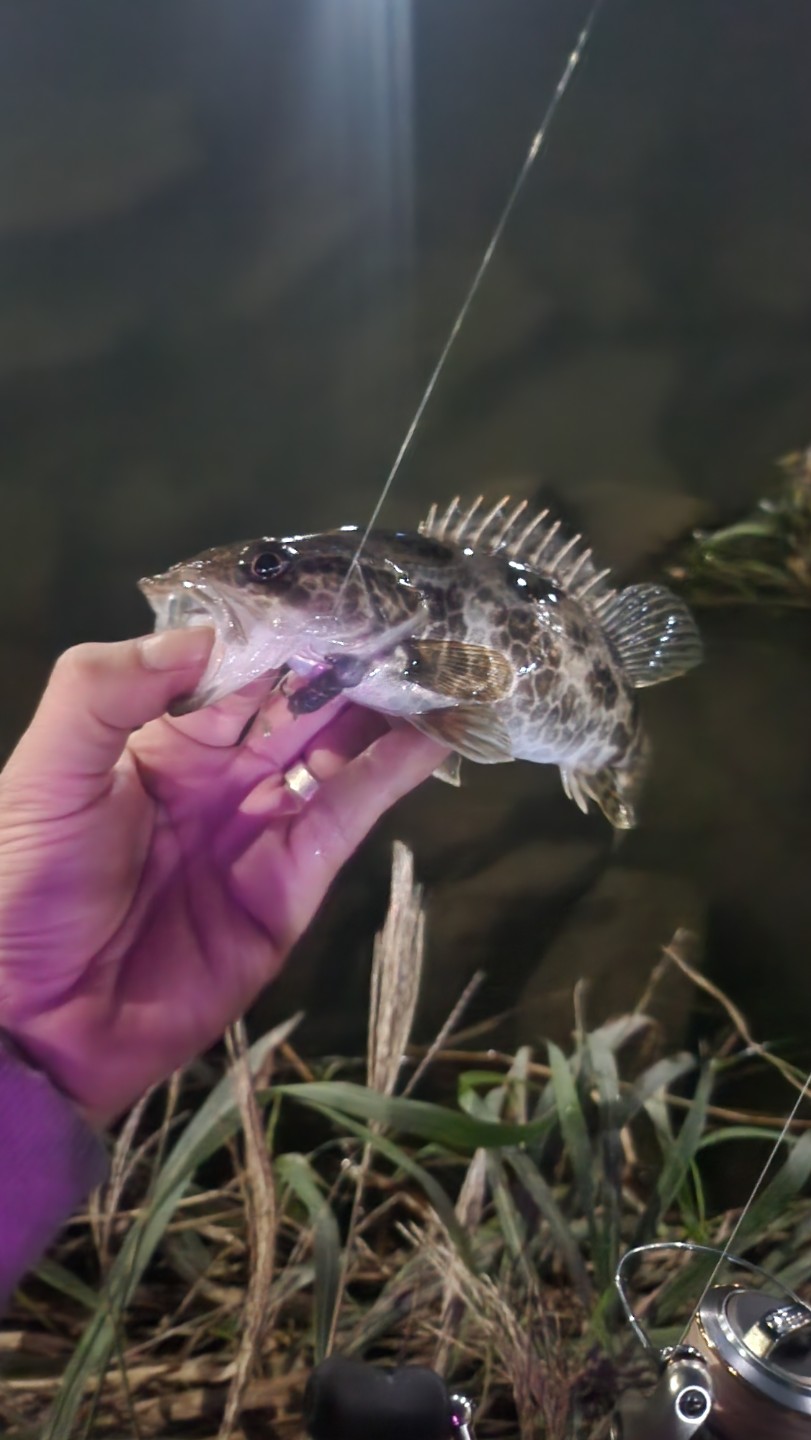 쏘가리루어낚시