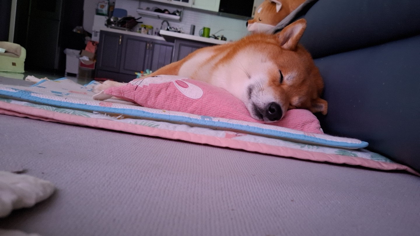 우리집 막둥이 사바견 3살반입니다