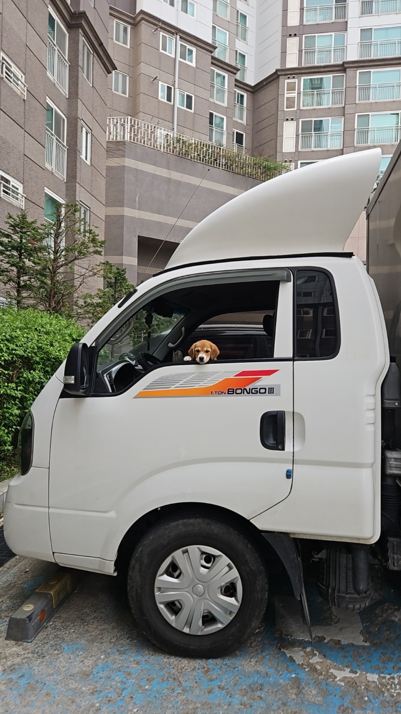 애미
