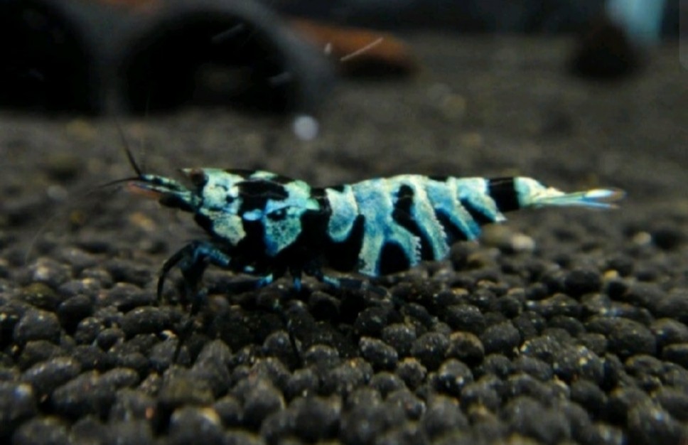 Post image 5