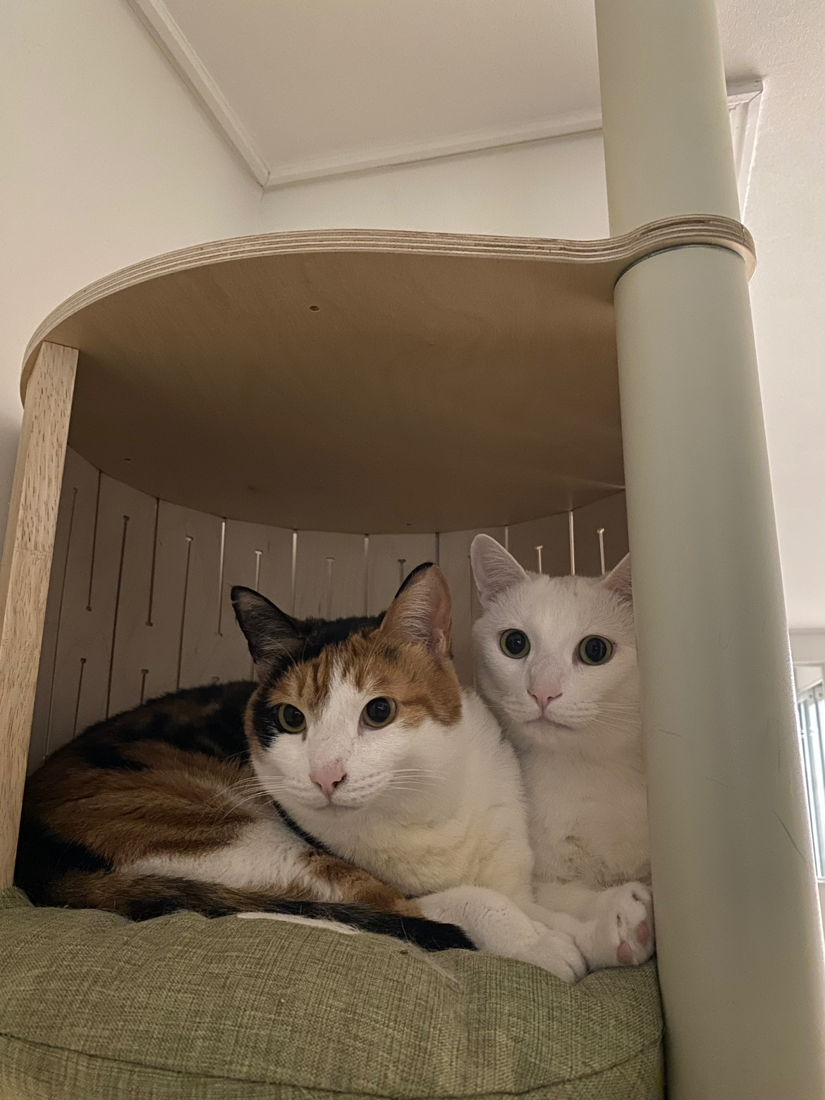 사랑스러운 우리 겨누와 징녀를 소개합니다!