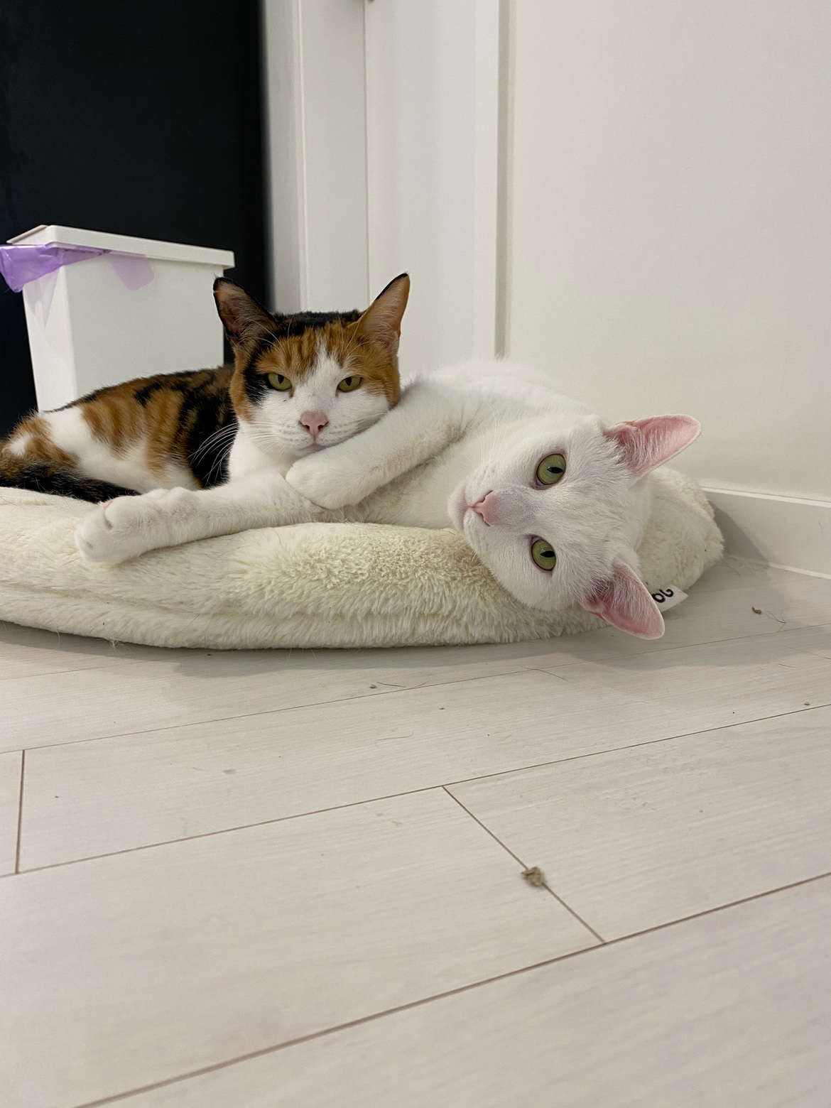 사랑스러운 우리 겨누와 징녀를 소개합니다!