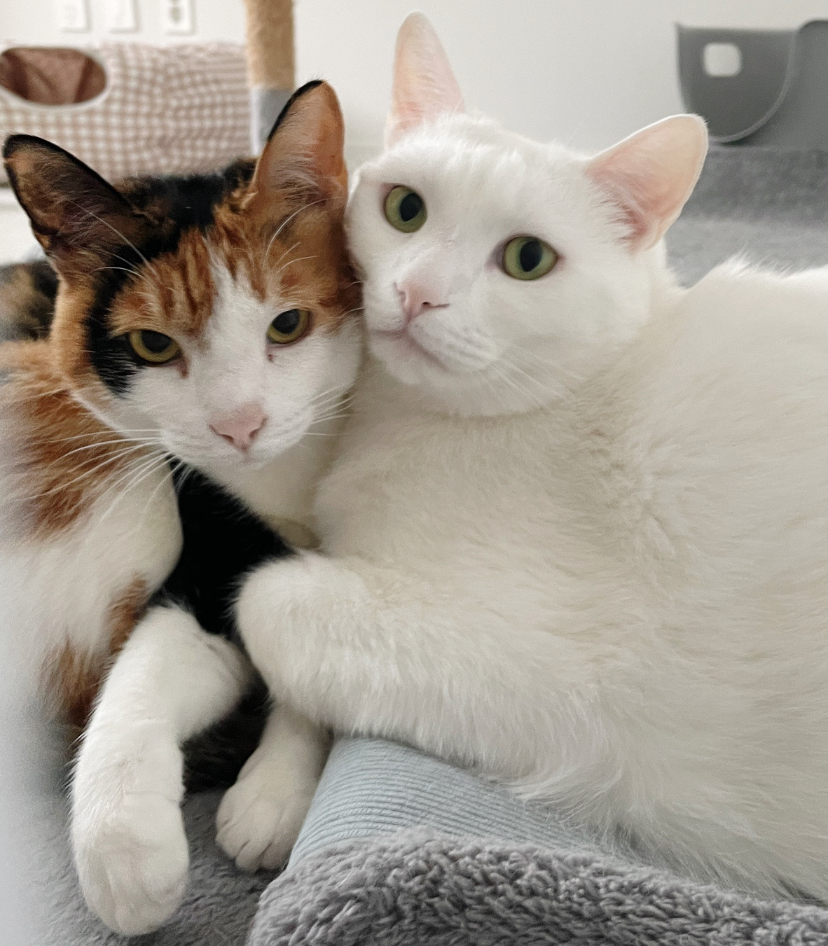 사랑스러운 우리 겨누와 징녀를 소개합니다!