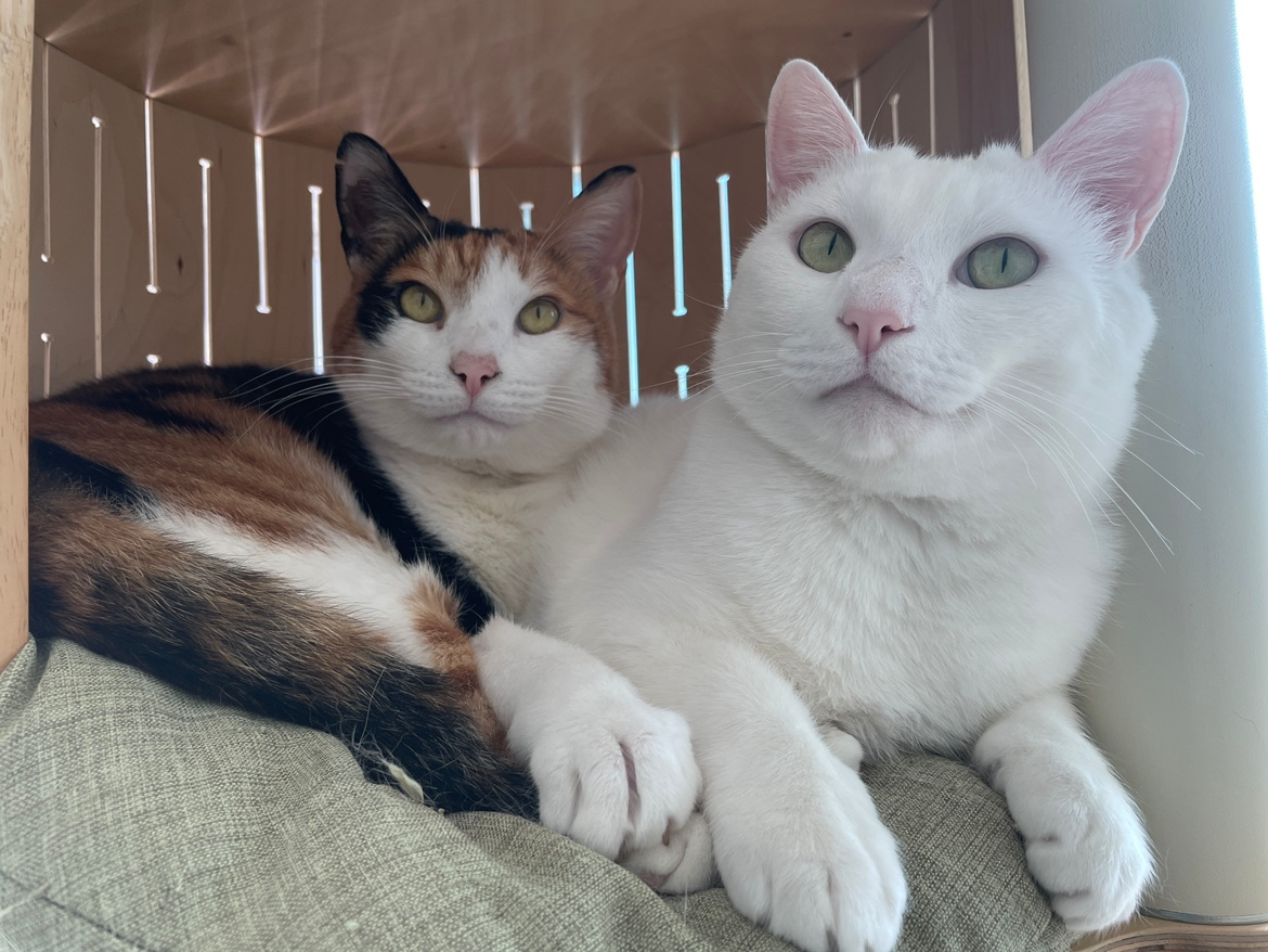 사랑스러운 우리 겨누와 징녀를 소개합니다!