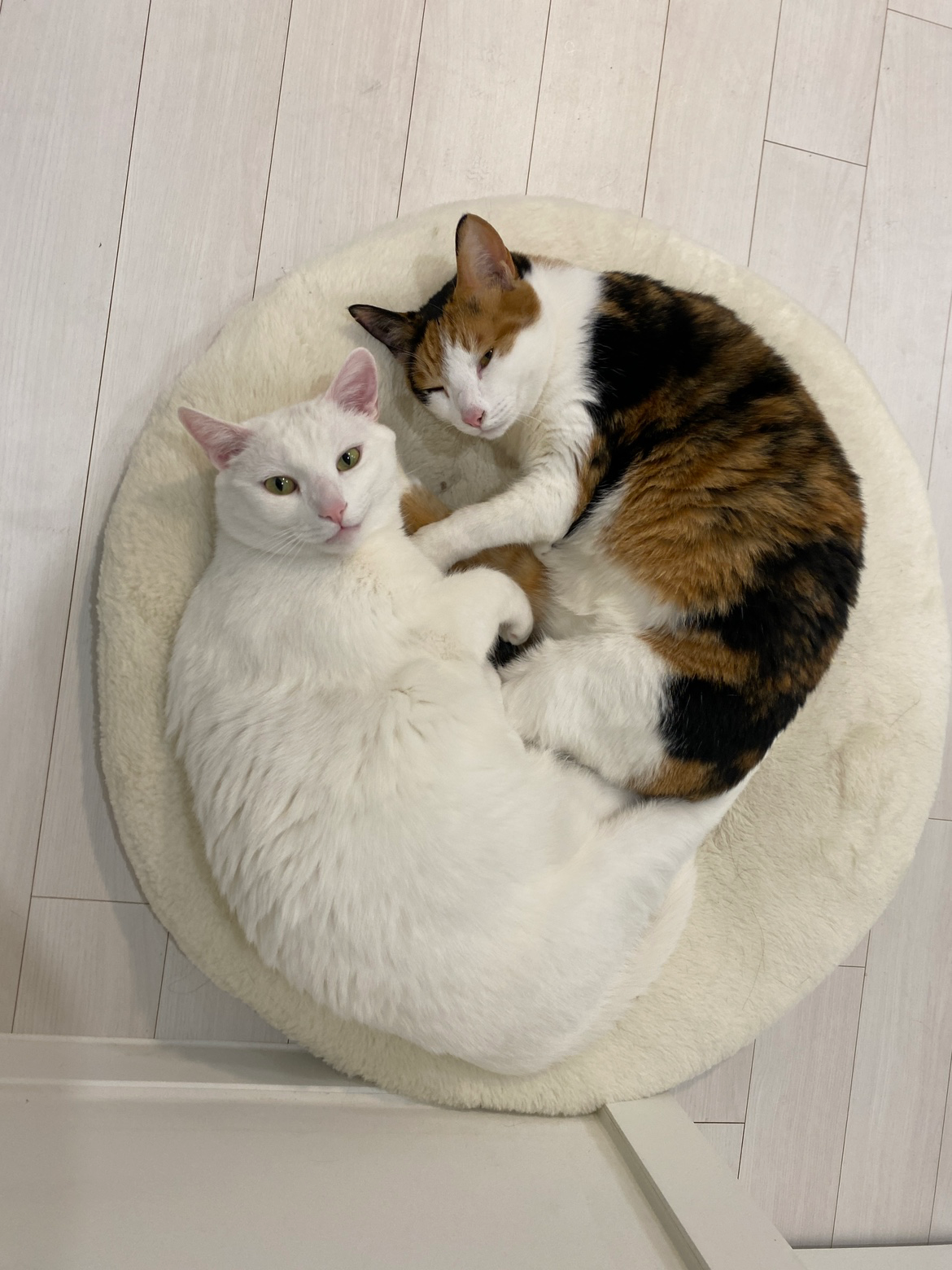 사랑스러운 우리 겨누와 징녀를 소개합니다!