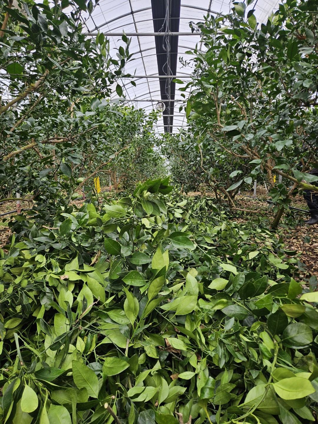 Post image 6
