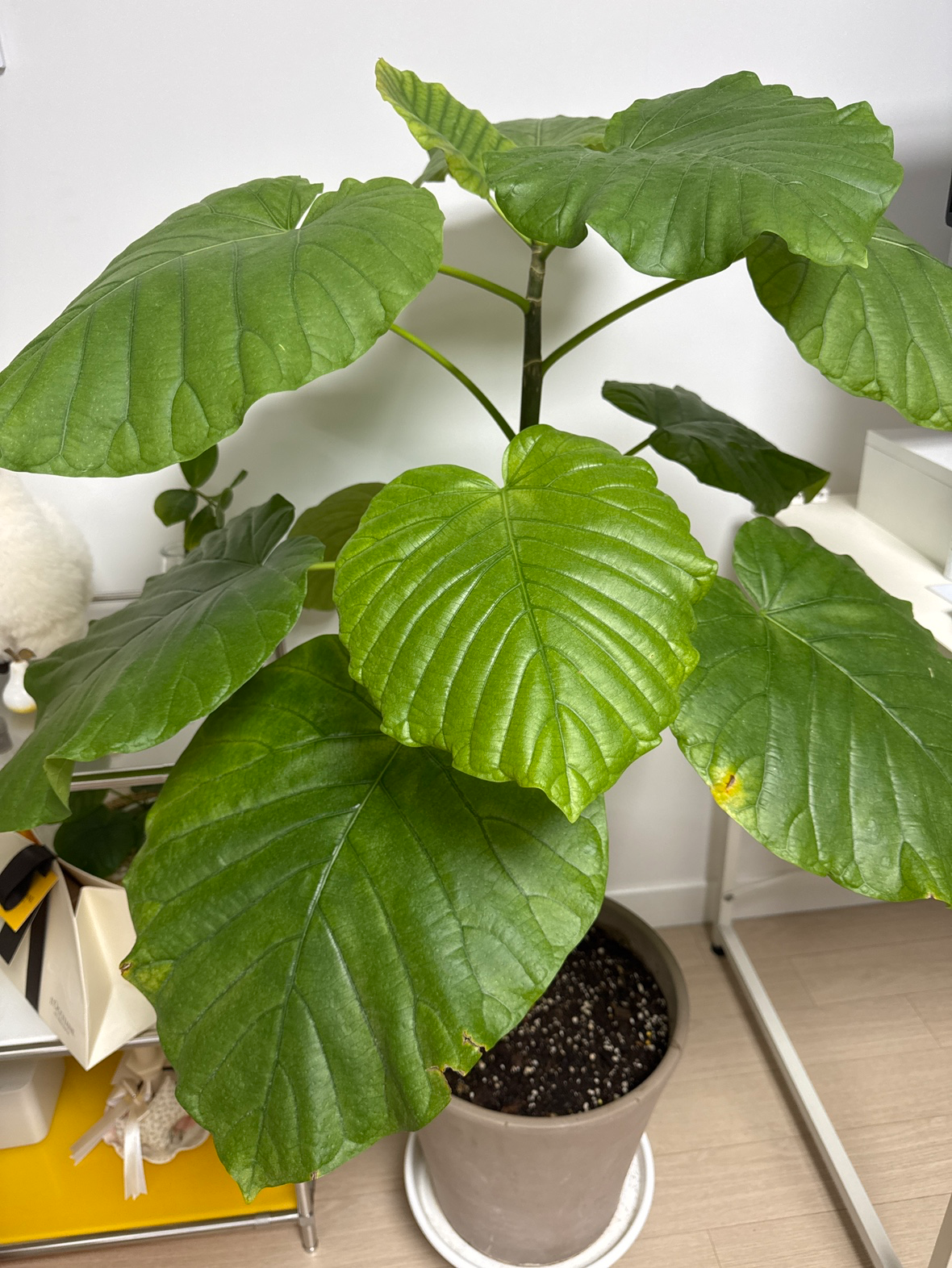 Post image 5
