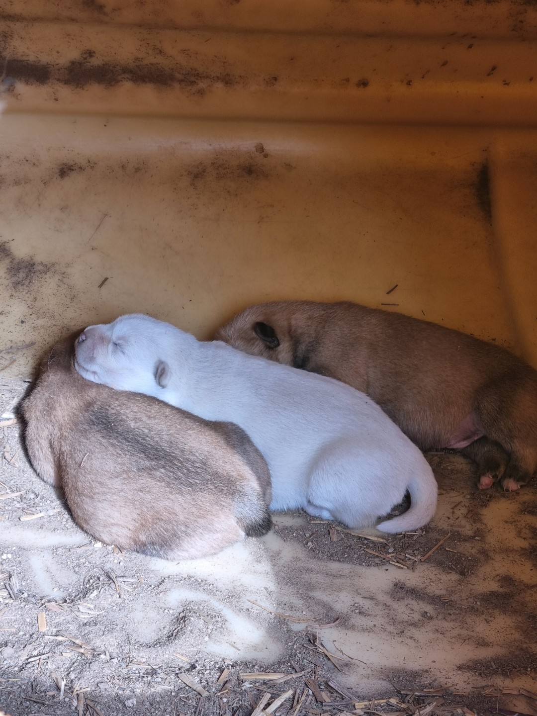 기다리던 아이가 출산을 했네요   고향은 진도이고 엄마는2년차입니다. 드디어 예쁜2세를 보