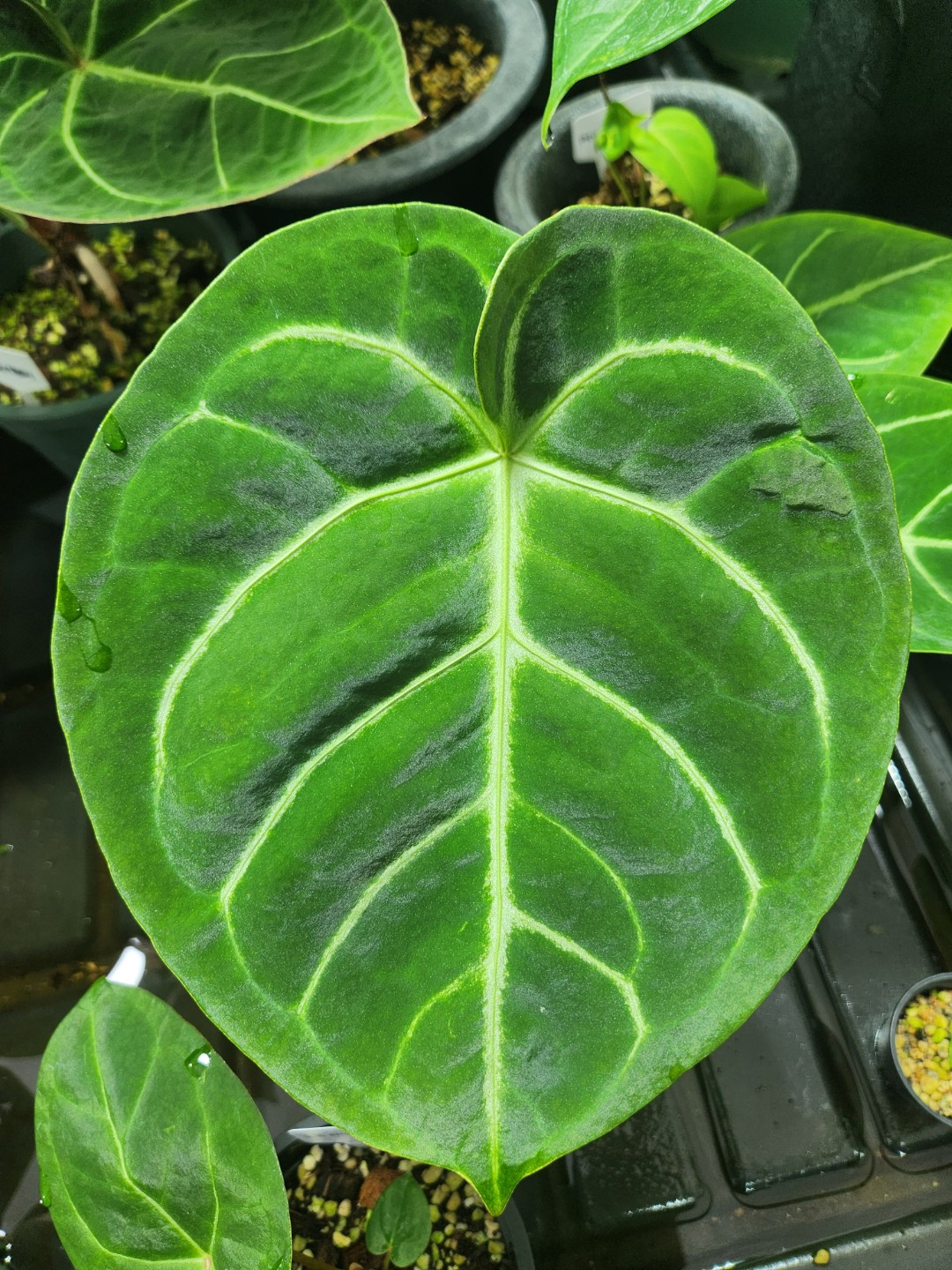Post image 4