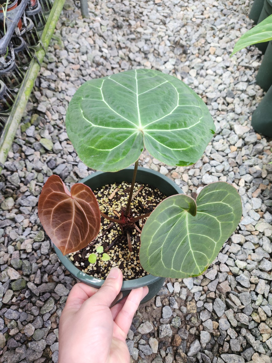 Post image 8