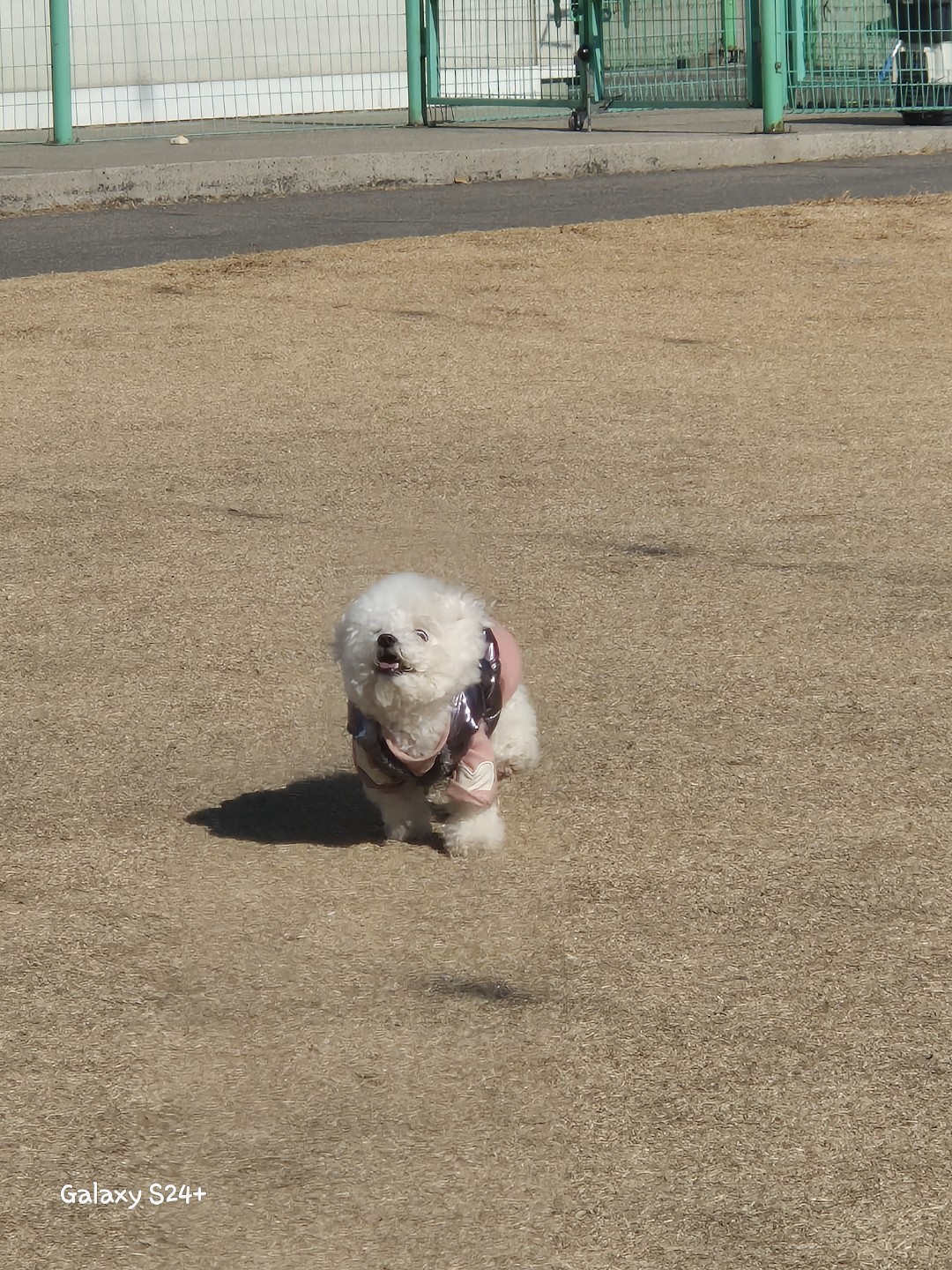 강아지를 키우고 있어요^^ 일 마치고 반기러 나올때