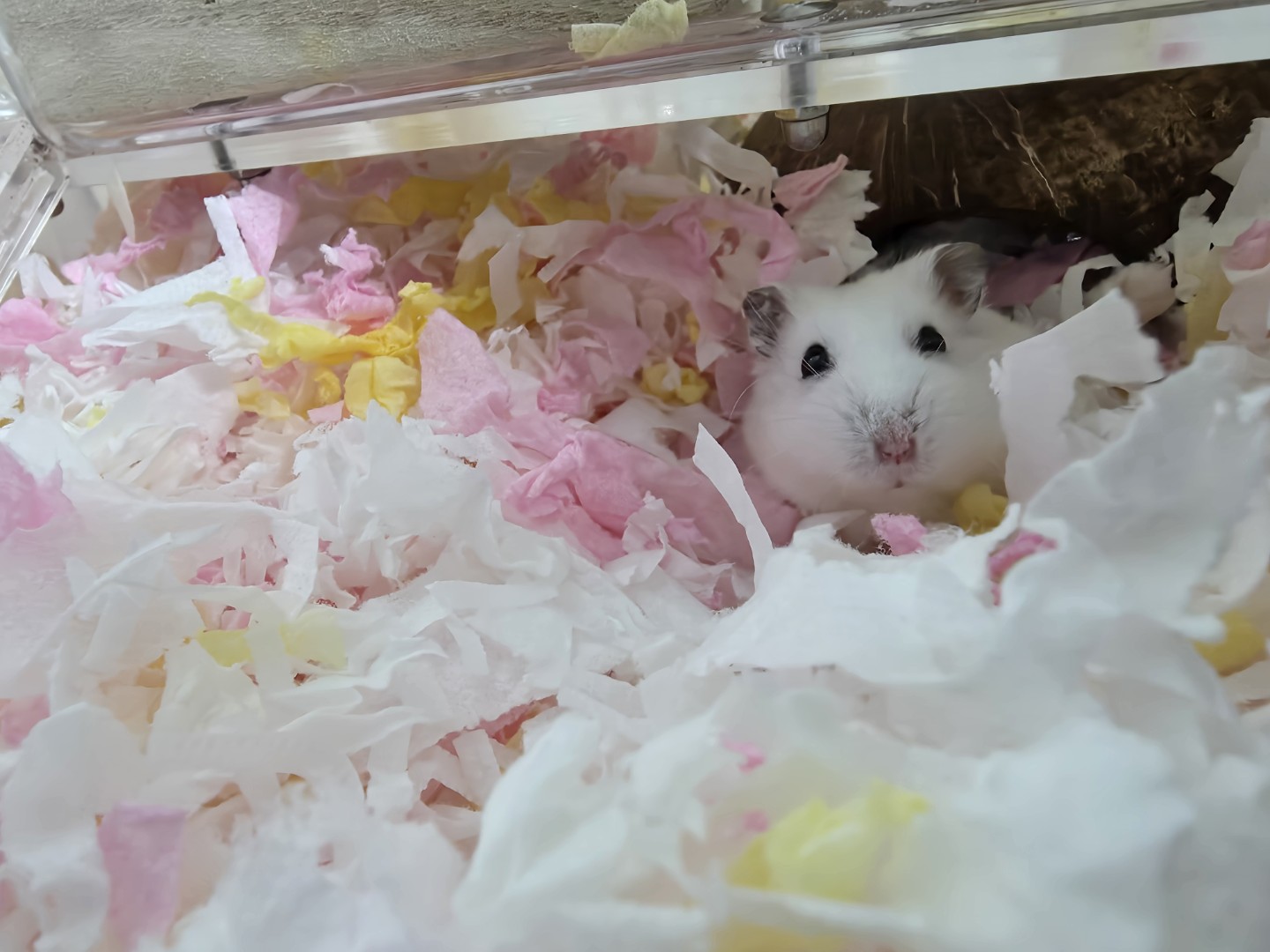 할머니조끼입은 죠지