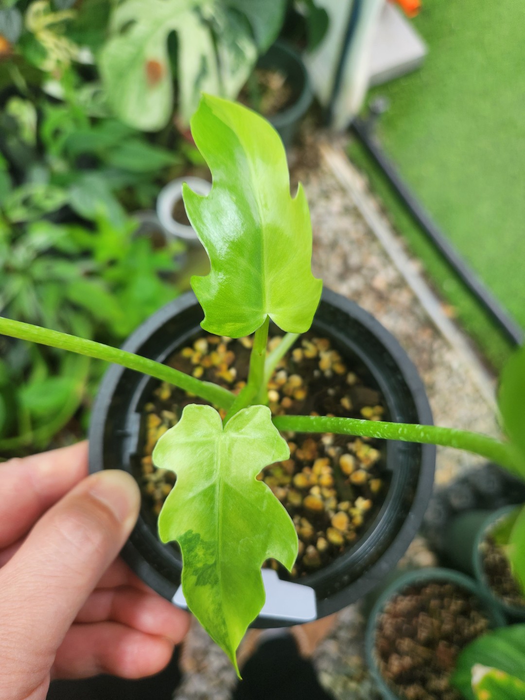 Post image 7