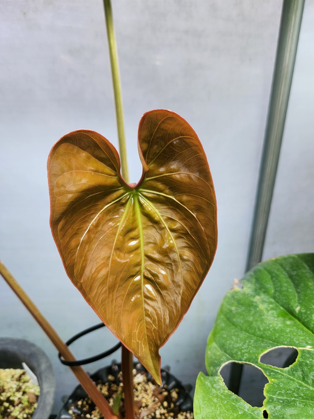 Post image 5