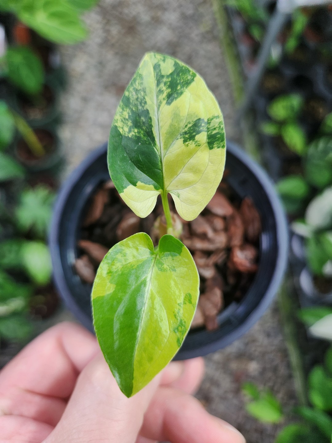 Post image 6