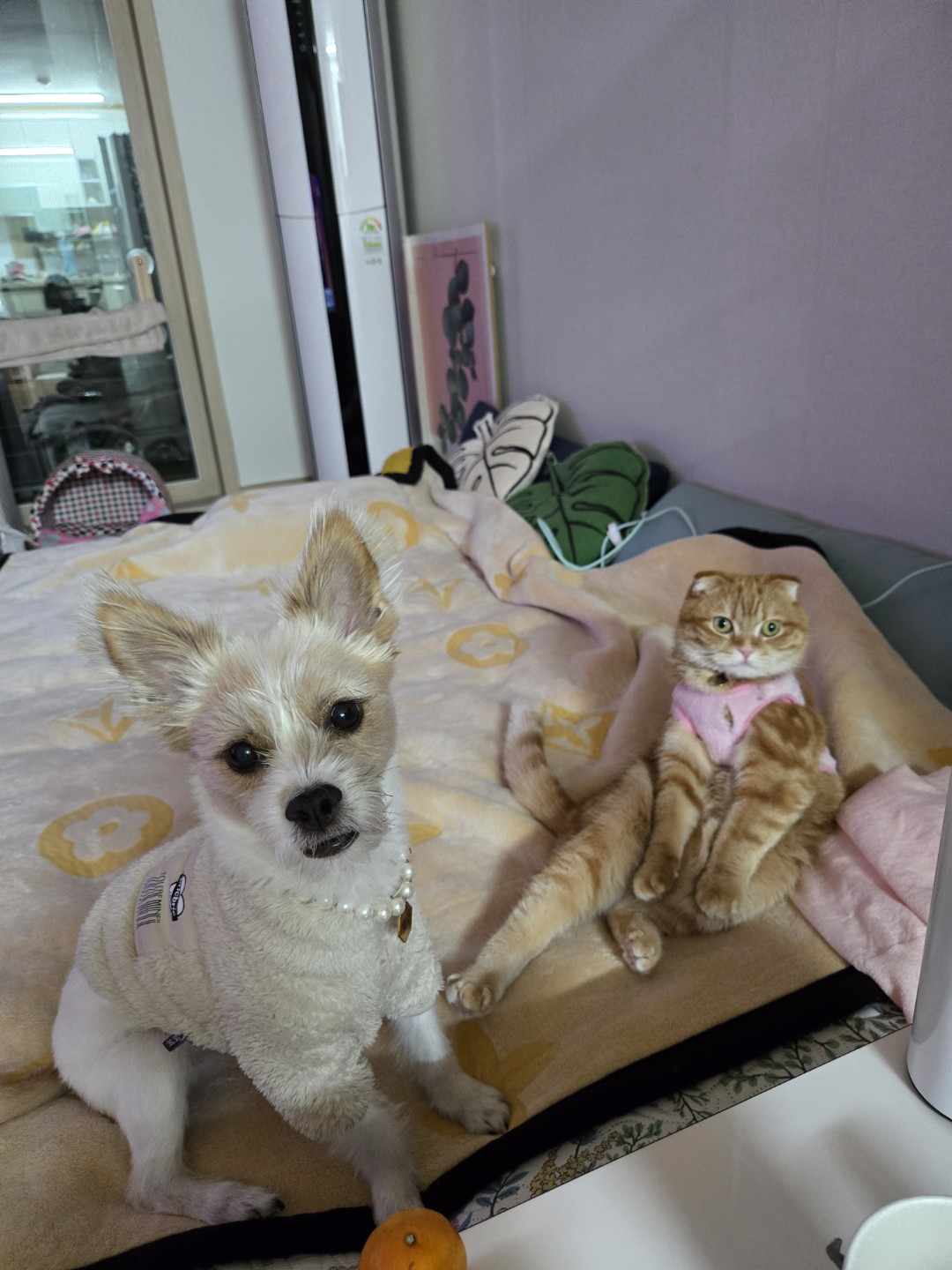 저희 아이들도  거리에서 디꾸온 애들이에요.