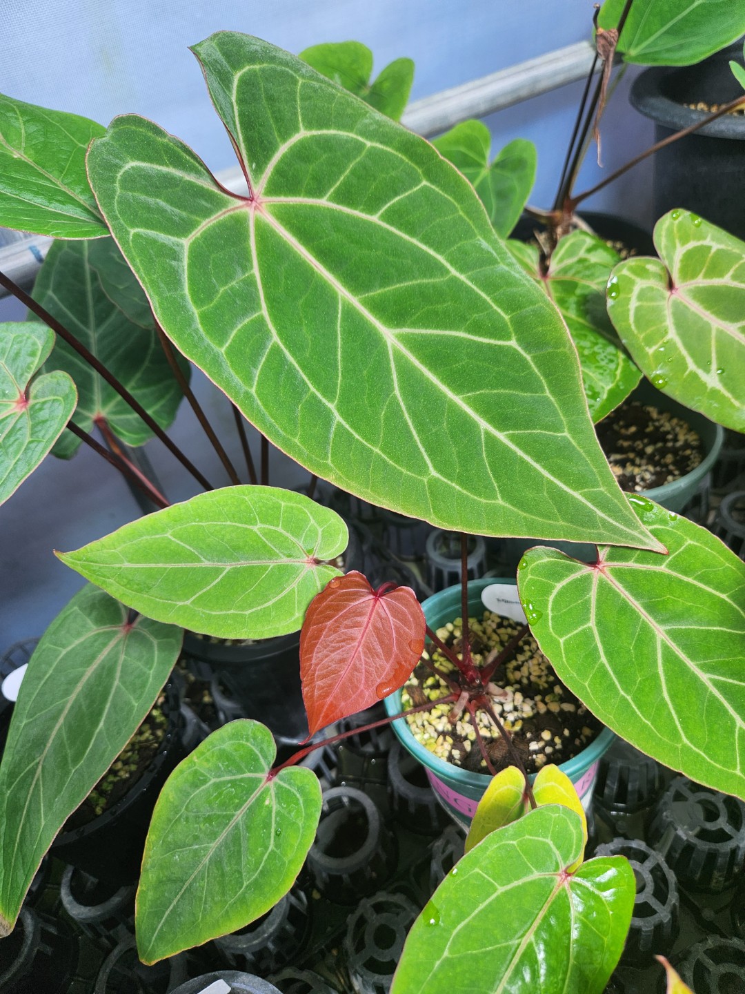 Post image 10