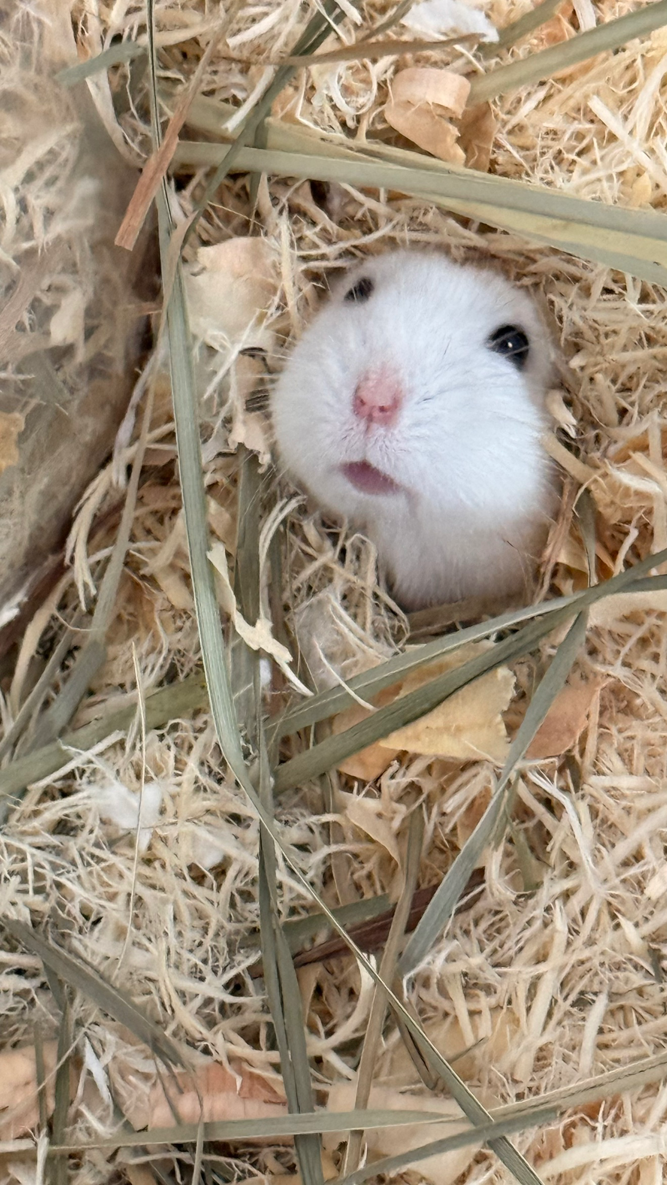 오랜만에 투비가 인사 드려요~