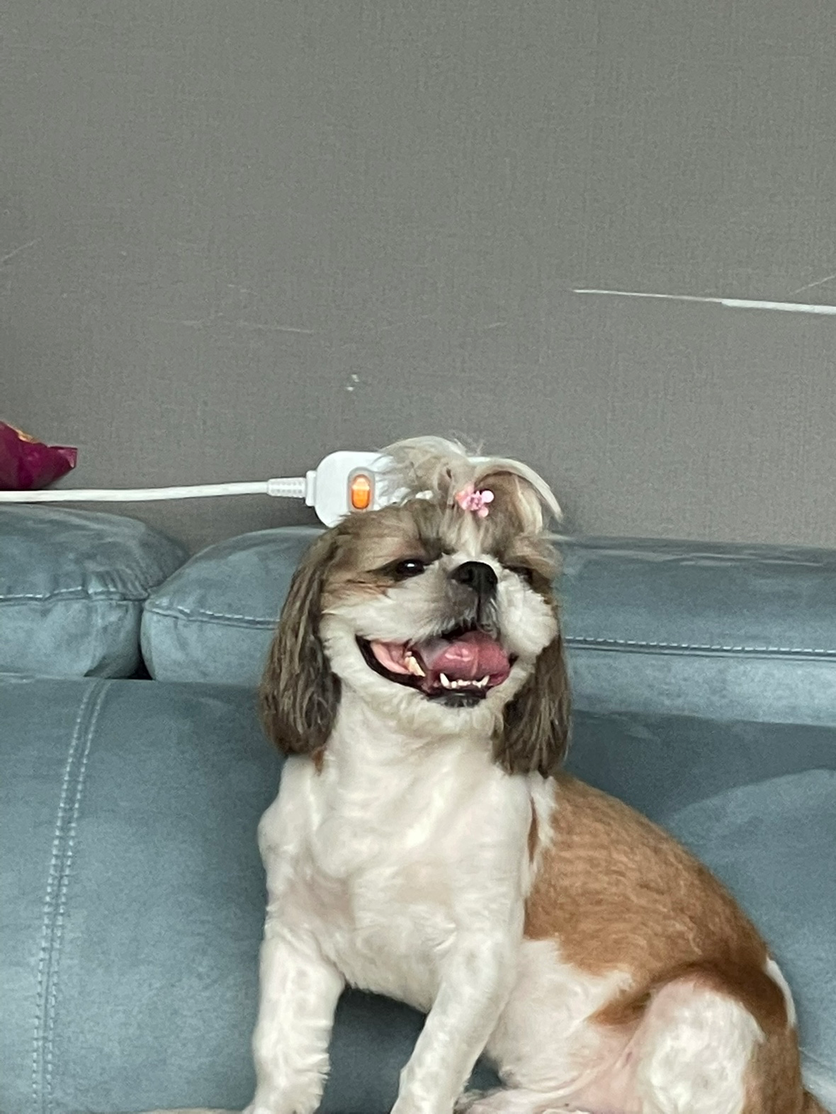 제목: 🐾 카페 개설 기념! 우리 아이 자랑하며 인사 나눠요~