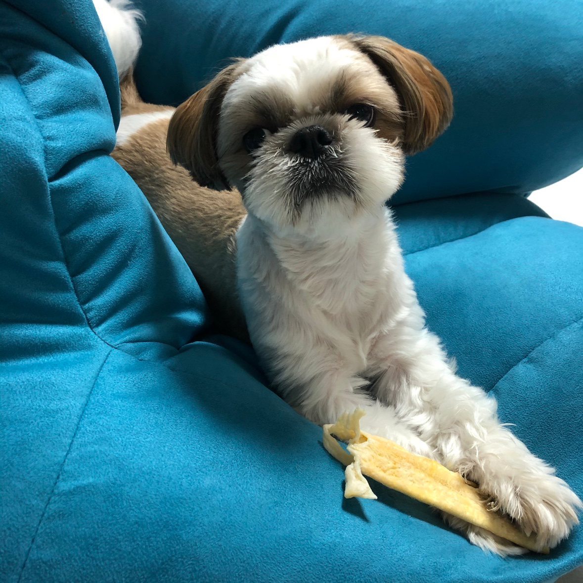 제목: 🐾 카페 개설 기념! 우리 아이 자랑하며 인사 나눠요~