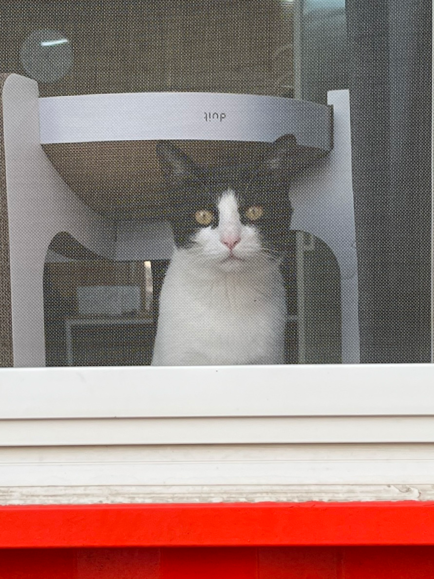 고양이 주말 임보 구합니다
