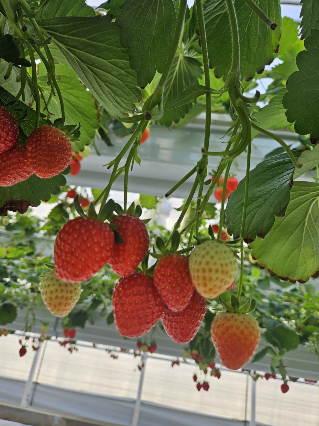 강화도 딸기농장🍓