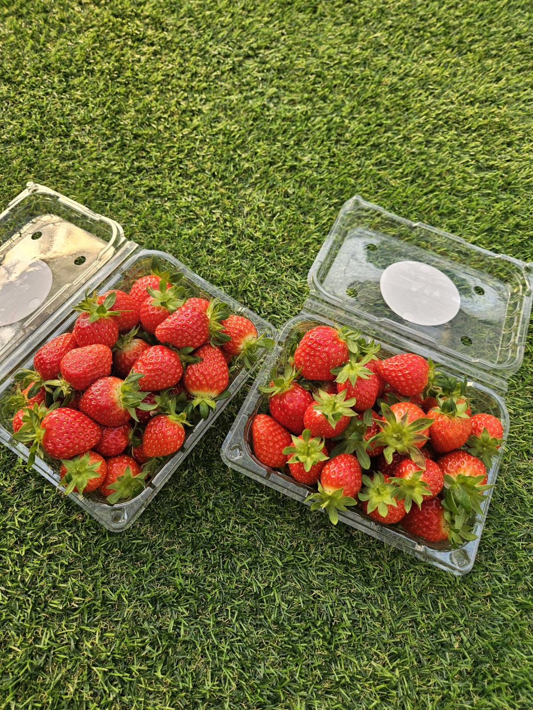 강화도 딸기농장🍓