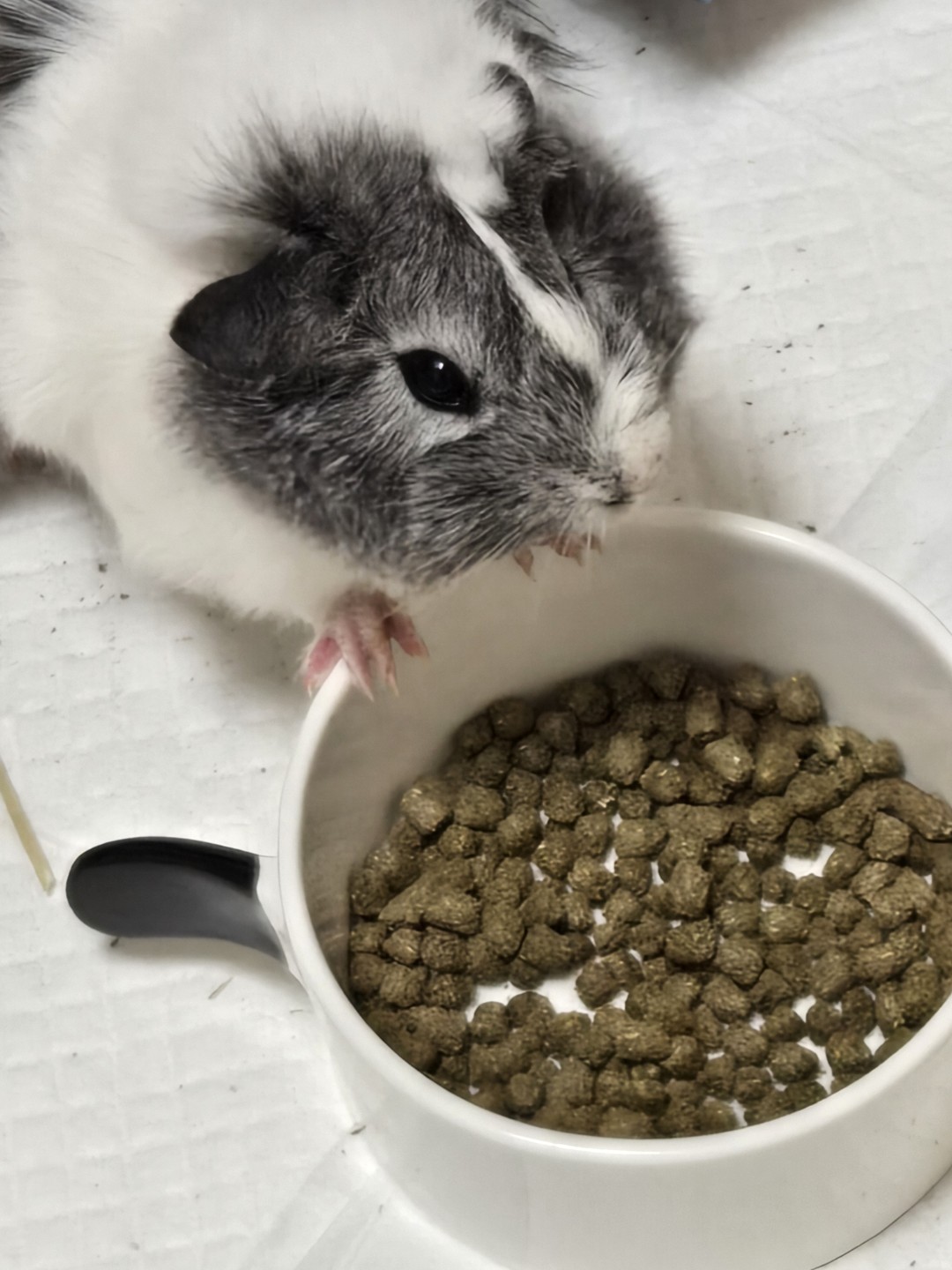 보호소에서 동물을 입양한 경험은 없지만