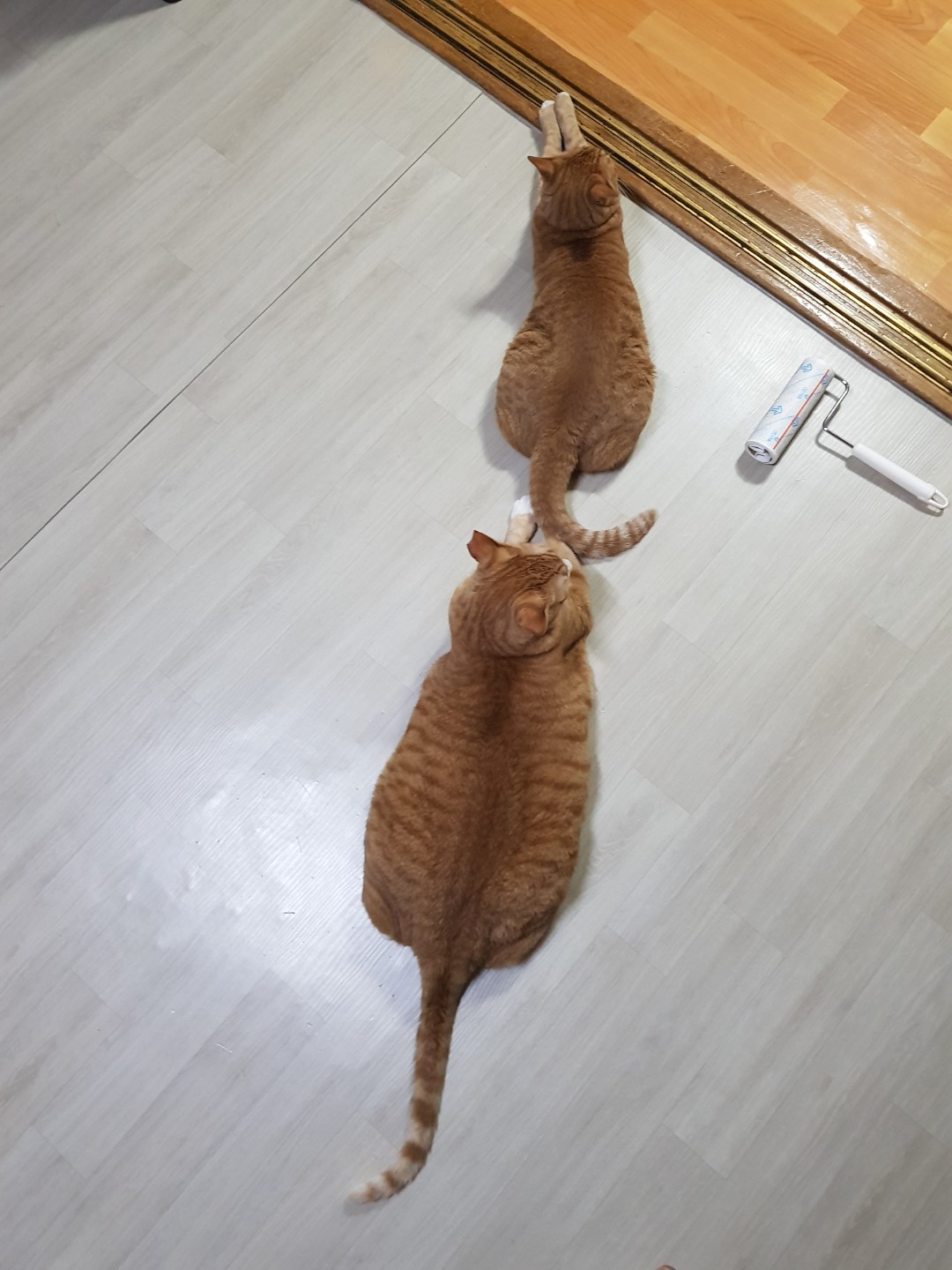 모두 길에서 구조한 아이들. 모두 행복하게 지내고 있지요